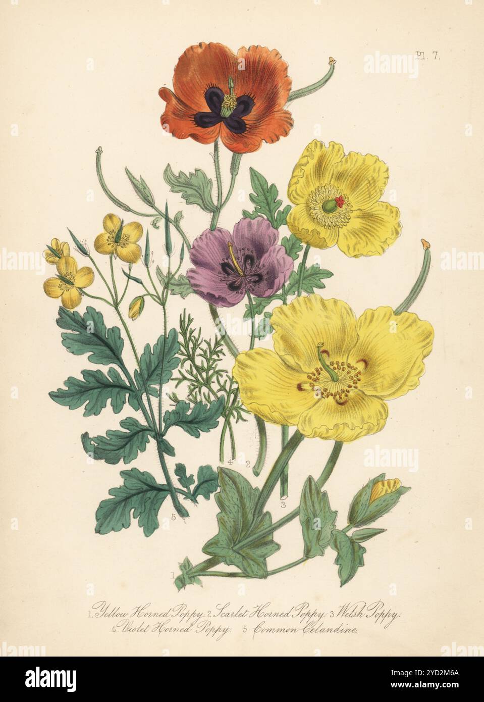 Gelbgehörnter Mohn, Glaucium flavum, Scharlach gehörnter Mohn, Glaucium corniculatum, Welsh Mohn, Papaver cambricum, Veilchenmohn, Roemeria hybrida, und gewöhnlicher Celandine Chelidonium majus. Handkolorierte Lithographie von Henry Noel Humphreys nach einer botanischen Illustration von Jane Loudon aus ihrem Buch British Wild Flowers, William Smith, London, 1846. Stockfoto