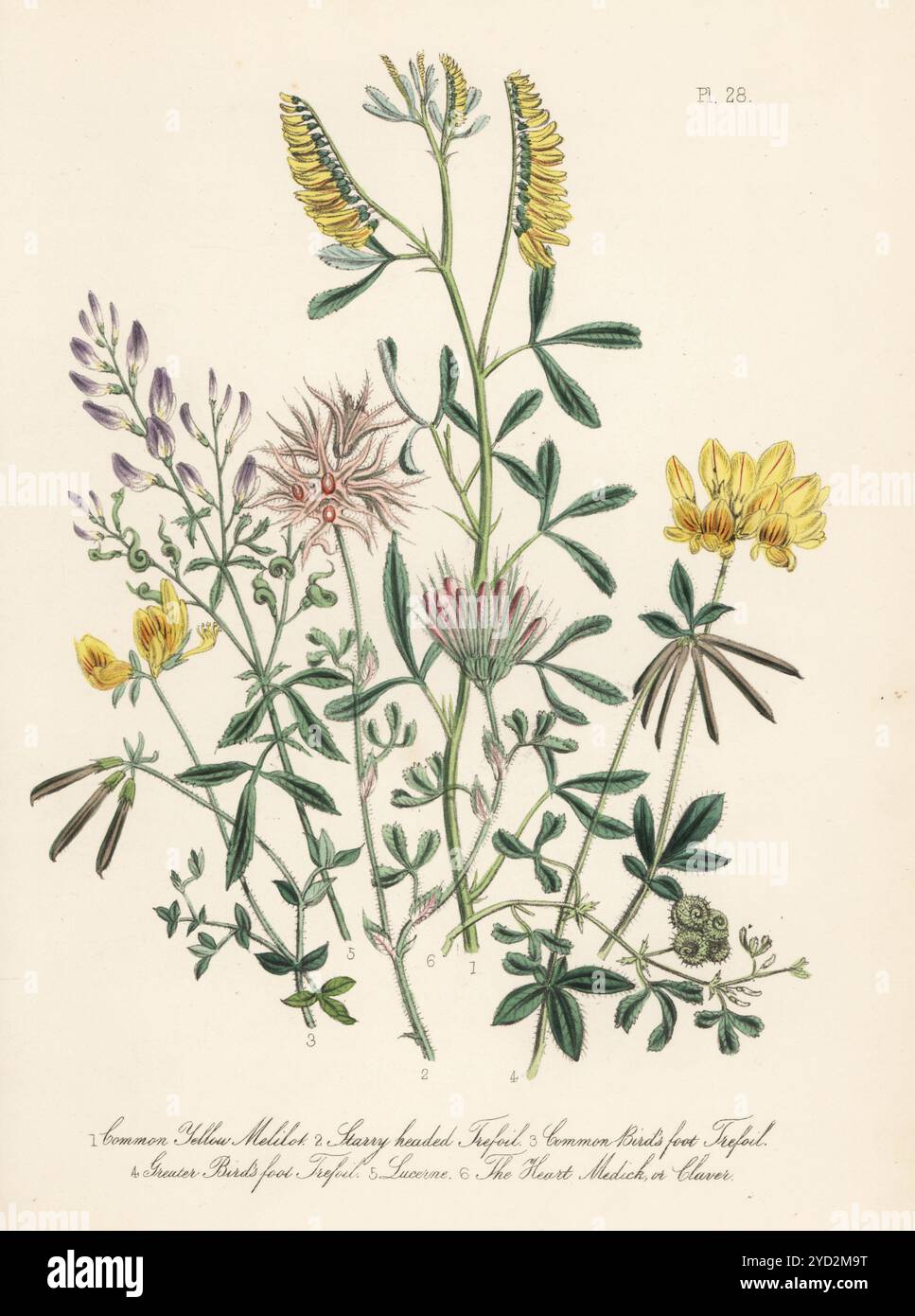 Gelber Melilot, Melilotus officinalis, Sternenkreuz oder Sternenklee, Trifolium stellatum, Vogelfuß-Trefoil, Lotus corniculatus, großer Vogelfuß-Trefoil, Lotus pedunculatus, luzern oder luzerne, Medicago sativa und Heart Medick or claver, Medicago arabica. Handkolorierte Lithographie von Henry Noel Humphreys nach einer botanischen Illustration von Jane Loudon aus ihrem Buch British Wild Flowers, William Smith, London, 1846. Stockfoto