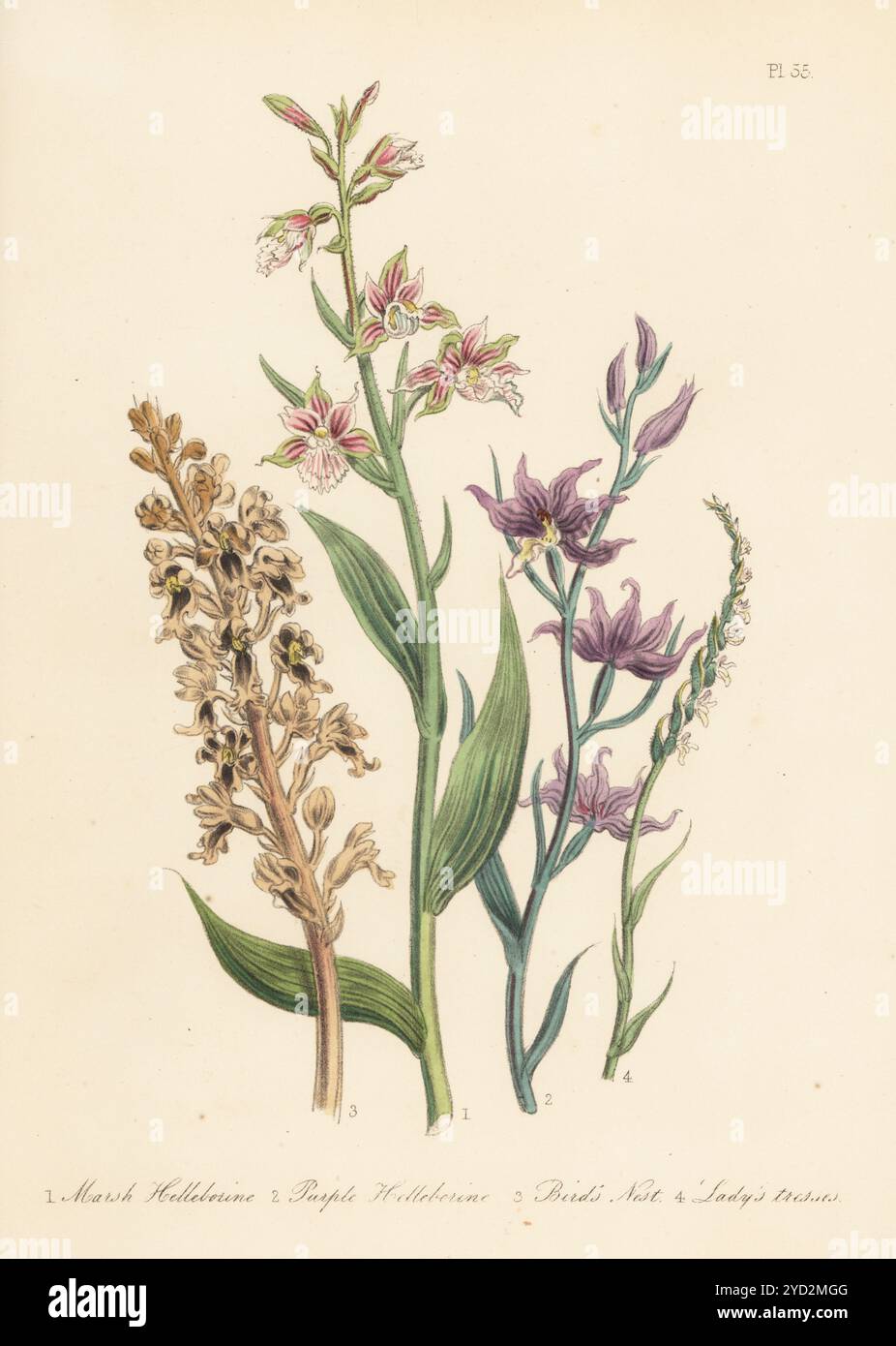 Marsh Helleborine, Epipactis palustris, Purple Helleborin, Cephalanthera rubra, Vogelnest Orchidee, Neottia nidus-avis, und Damensträhne, Spiranthes spiralis. Handkolorierte Lithographie von Henry Noel Humphreys nach einer botanischen Illustration von Jane Loudon aus ihrem Buch British Wild Flowers, William Smith, London, 1846. Stockfoto