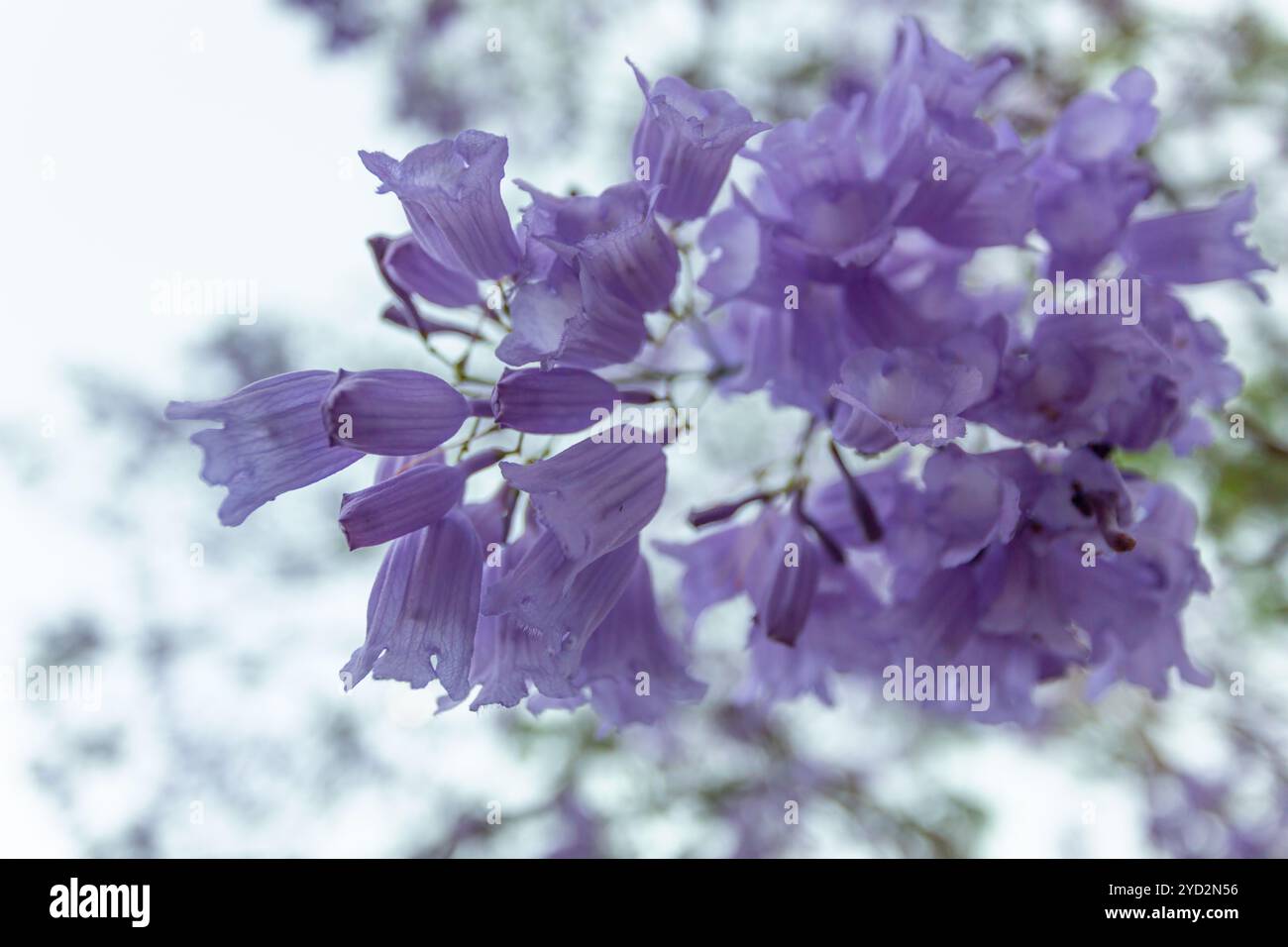 Zarte Blumenhaufen des Jakaranda-Baumes Stockfoto