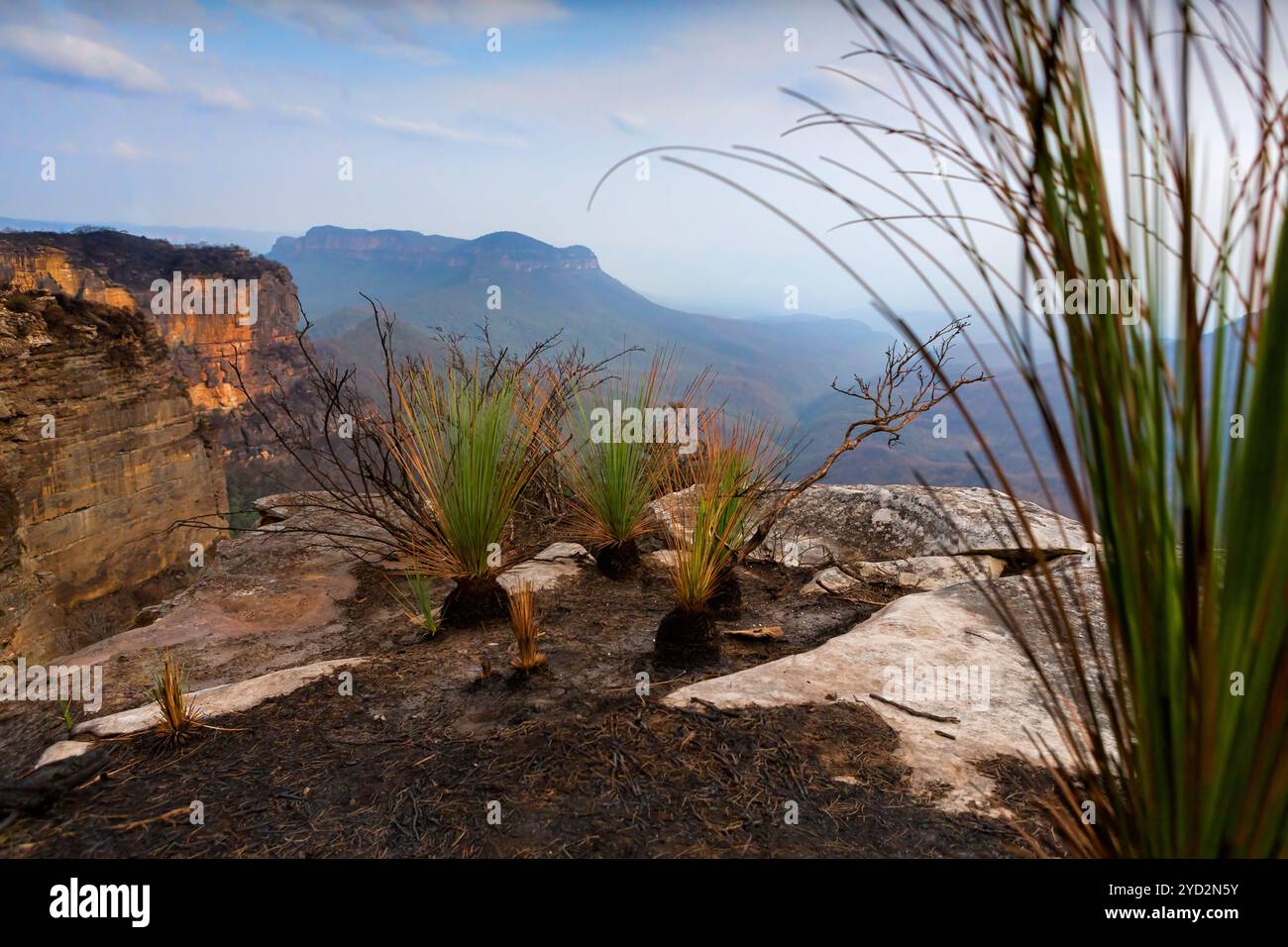 Feuerbeständige Grasbäume dominieren das verbrannte Plateau der Blue Mountains Stockfoto