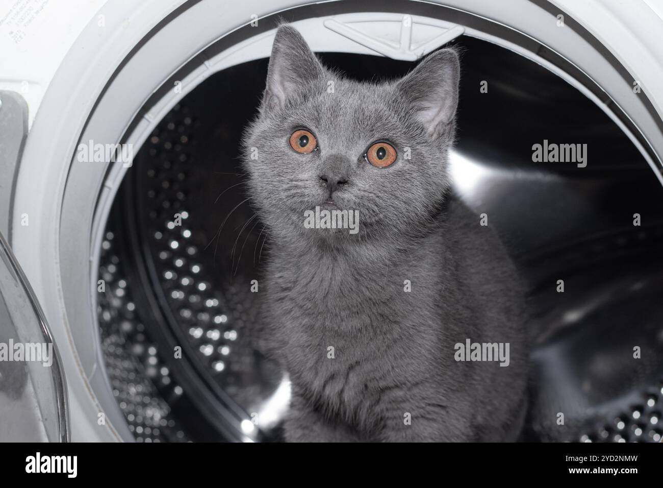 Katze in der Waschmaschine. Waschmaschine. Haustier. Trommelmaschinen . Britisches Kätzchen. Lustig. Stockfoto