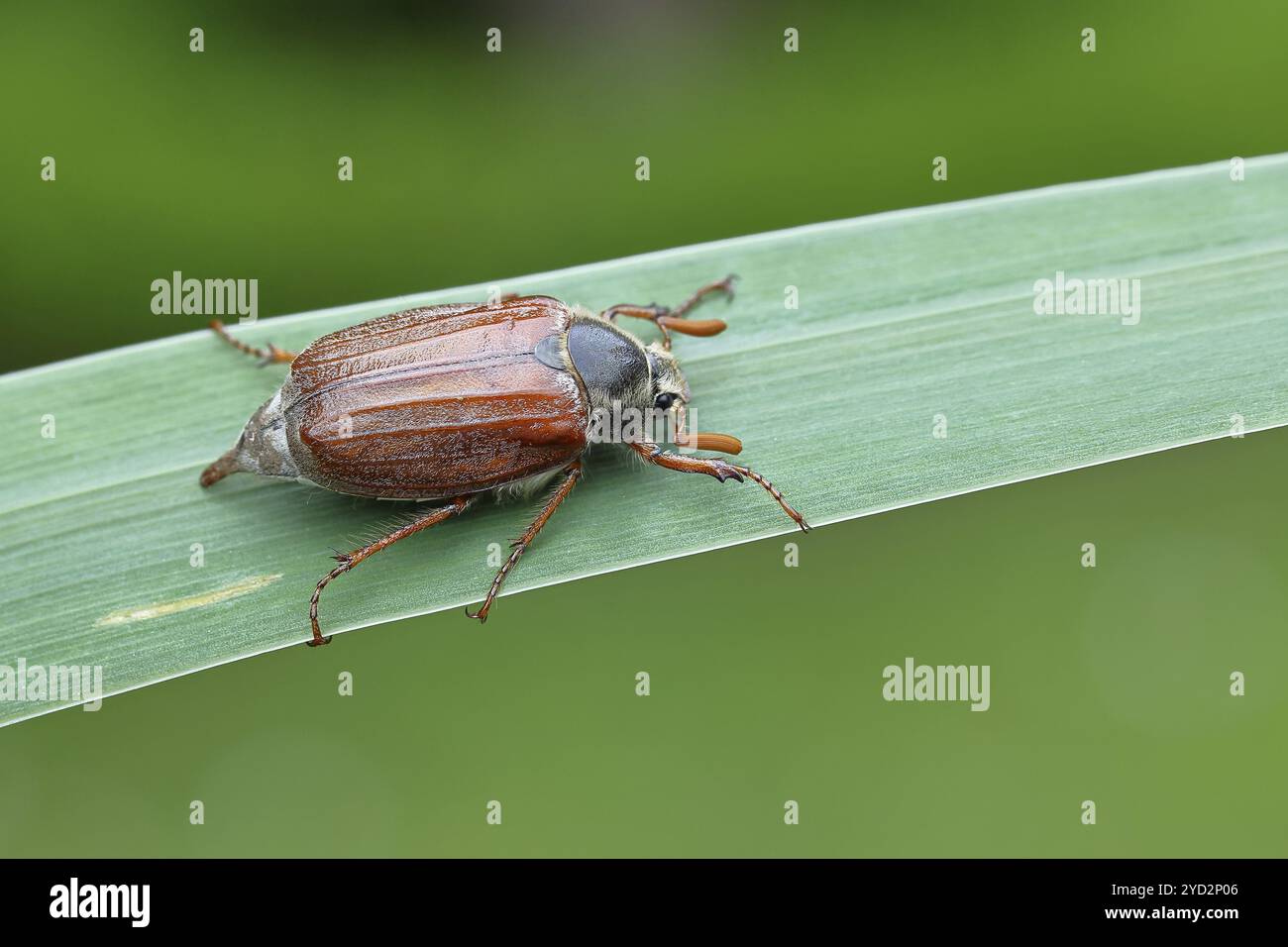 Holzhackenhäher (Melolontha hippocastani), männlich, auf einem Blatt eines breitblättrigen Bulroschs (Typha latifolia), Wilnsdorf, Nordrhein-Westfalen, Ger Stockfoto