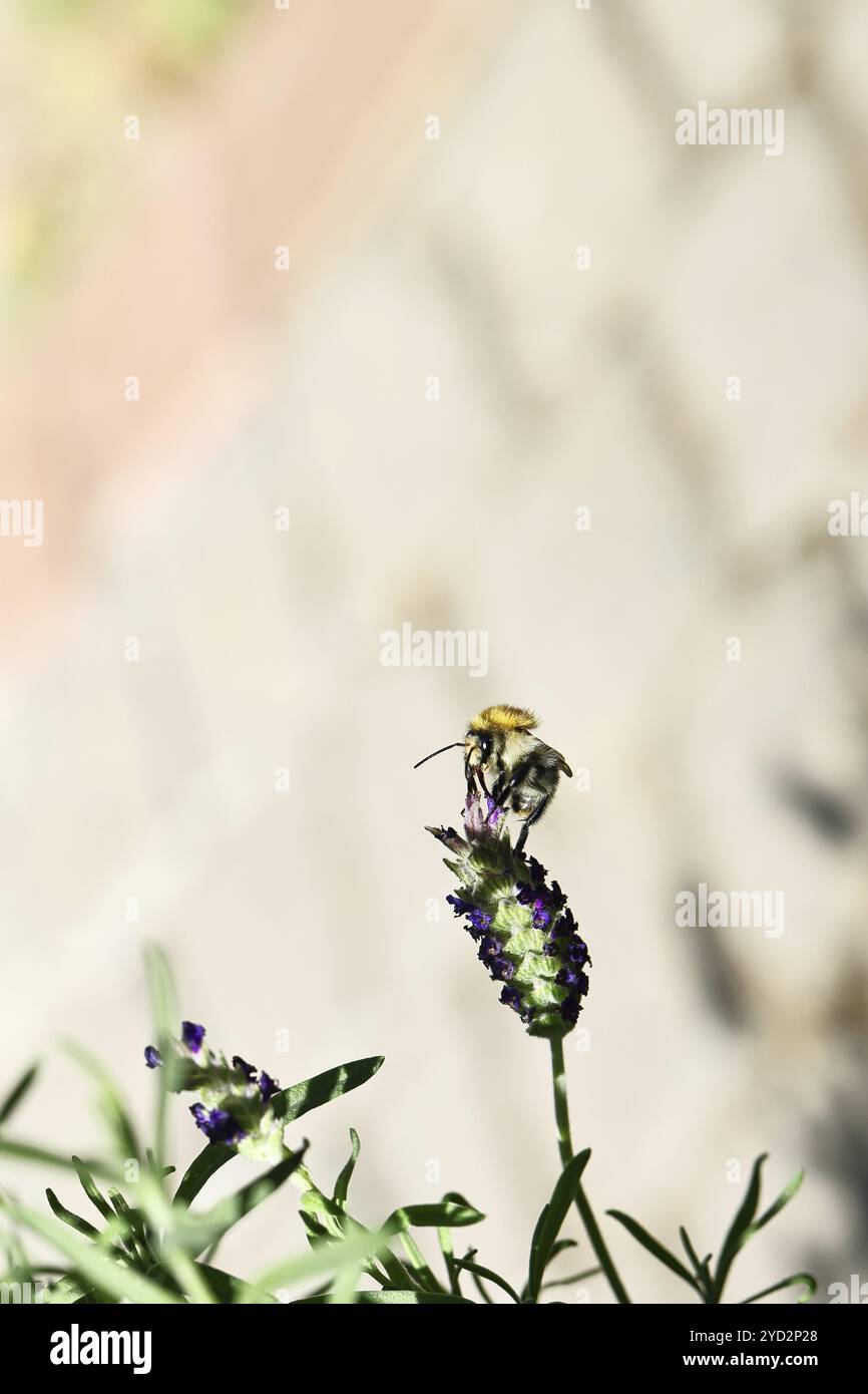 Feldhummel (Bombus pascuorum) auf einer Lavendelblume (Lavandula angustifolia), minimalistisches Bild, Wilnsdorf, Nordrhein-Westfalen, Deutschland, Eur Stockfoto