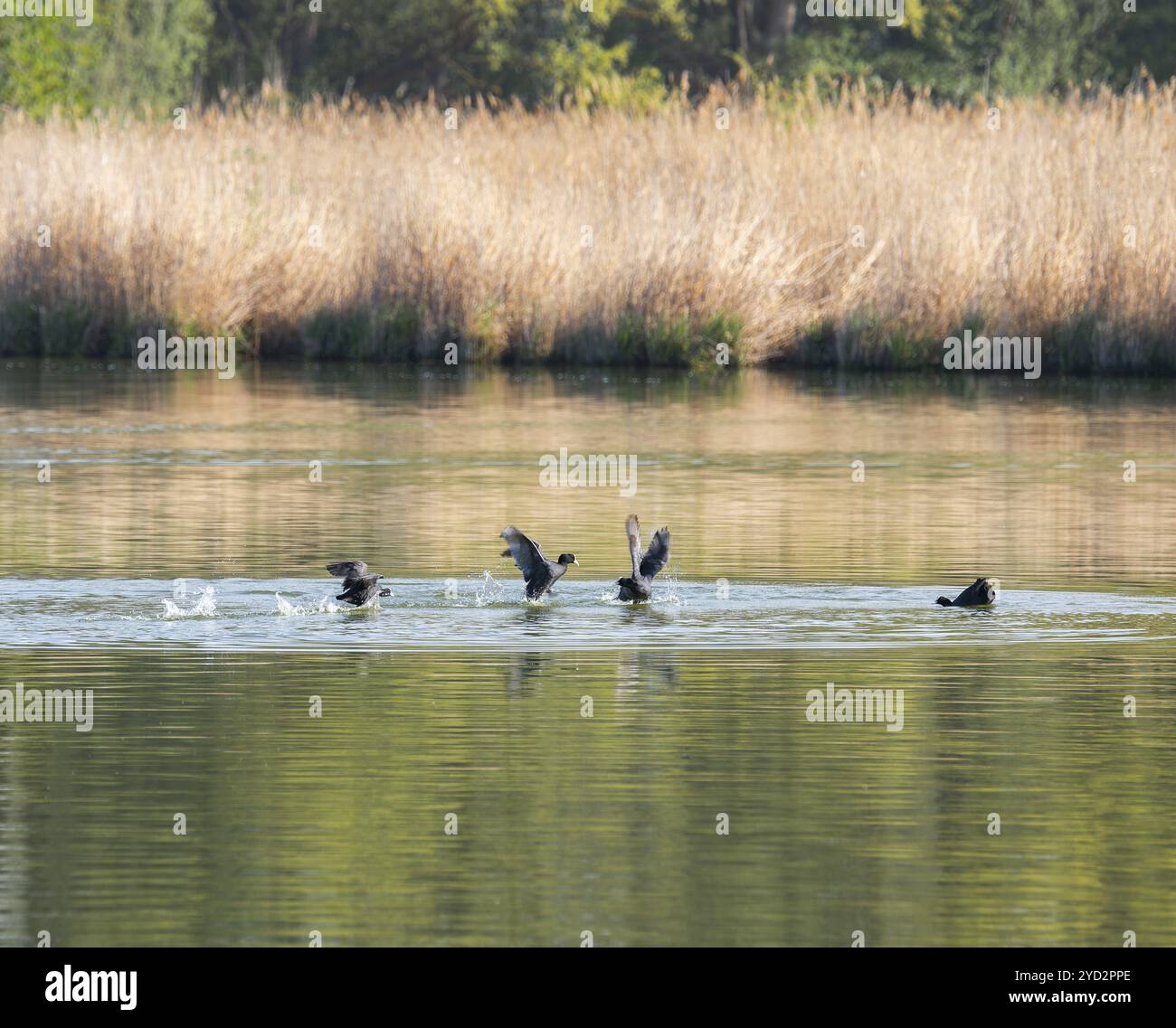 Eurasischer Coot (Fulica atra), zwei Bohlenpaare, die um ein Gebiet auf einem Teich kämpfen, Thüringen, Deutschland, Europa Stockfoto