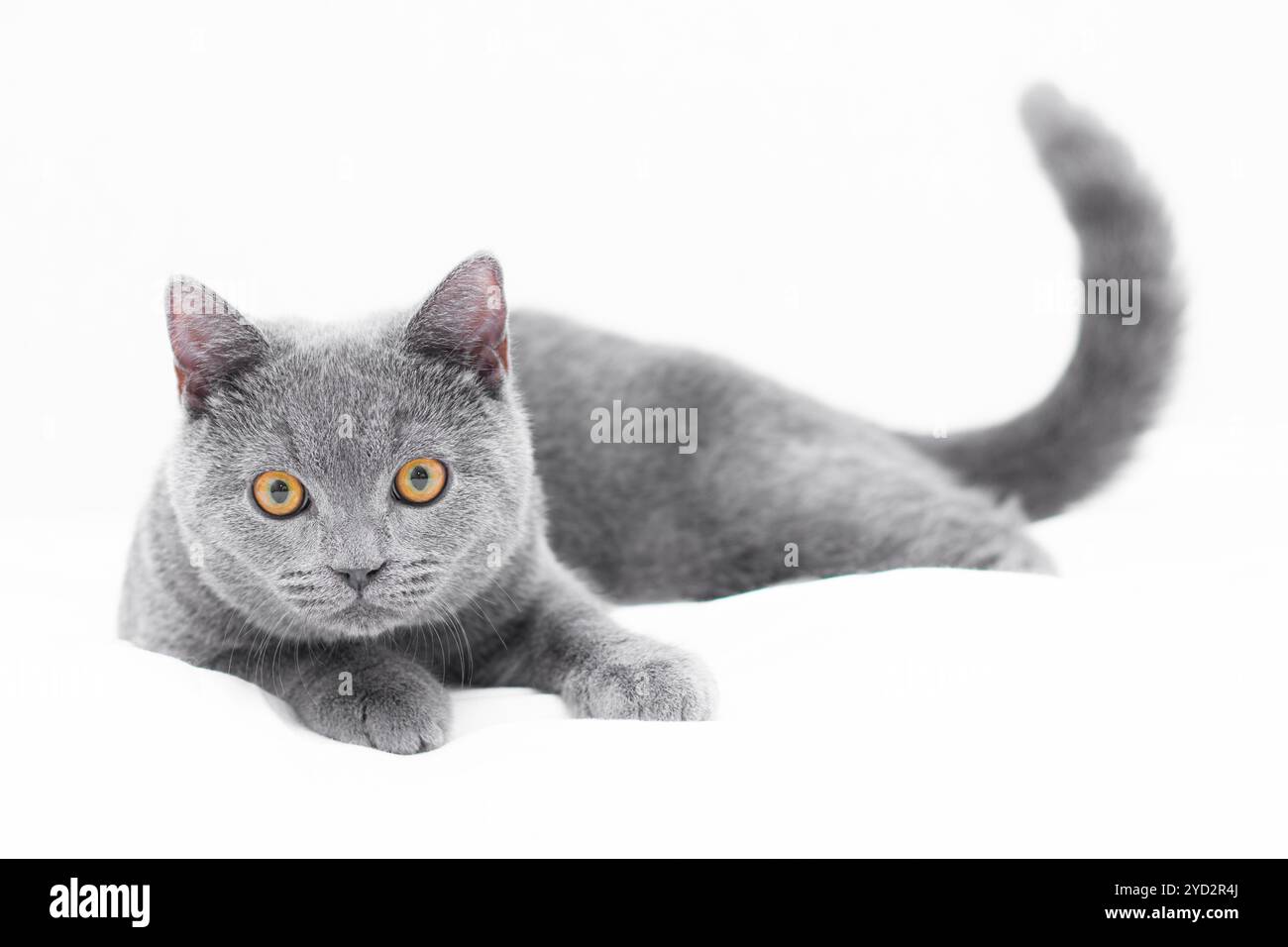 Ein graues Kätzchen liegt auf weißem Hintergrund. Süßes Kätzchen. Britische Katze. Hülle für ein Album oder Notebook. Lustige Katze. Große Katzenaugen. Iso Stockfoto