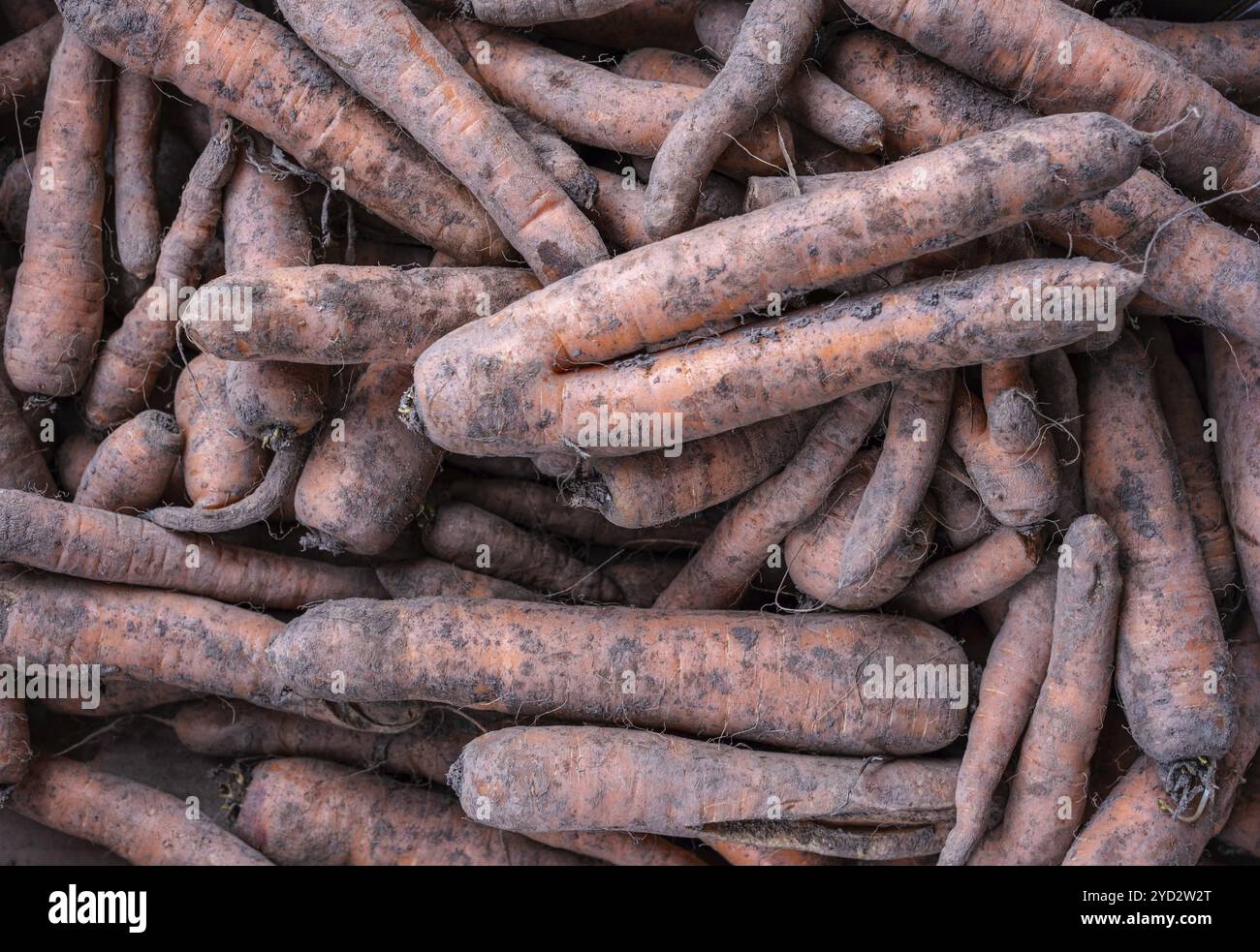 Ein Hintergrundbild von Wonky Organic Carrots auf Einem Markt Stockfoto