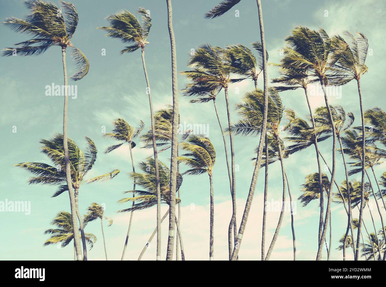 Retro-Vintage-Stil ausgewaschenen Foto von Wind-durchgebrannten Palmen auf Hawaii Stockfoto