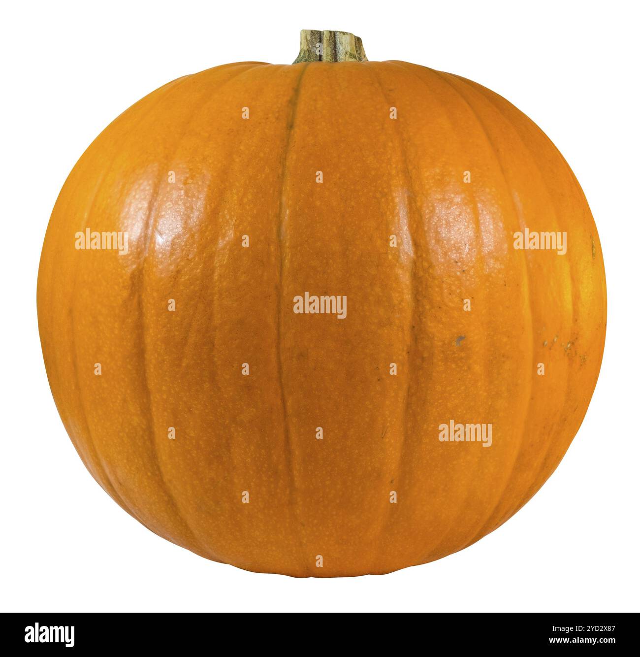 Eine isolierte Kürbis für Halloween auf weißem Hintergrund Stockfoto
