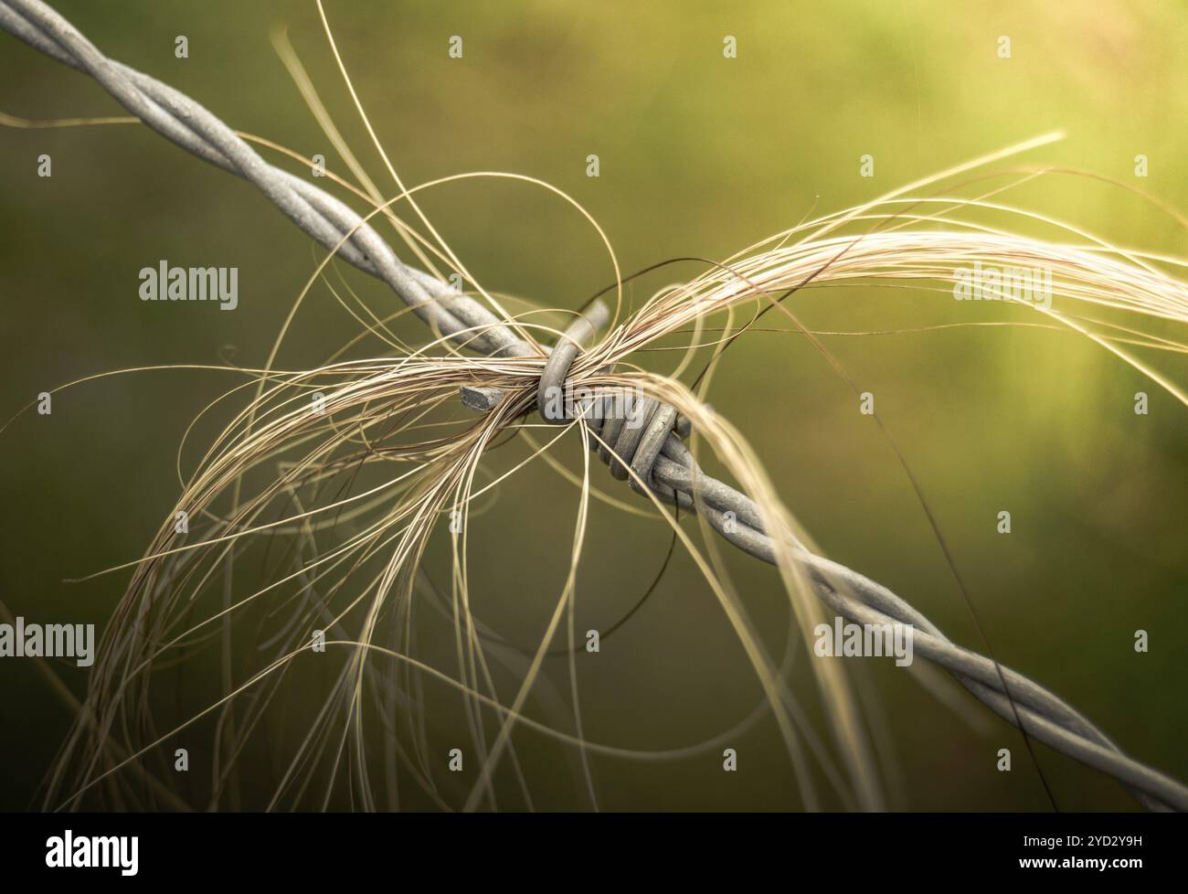 Retro landwirtschaftlichen Konzept Foto von Tierhaaren gefangen auf Stacheldraht gefiltert Stockfoto