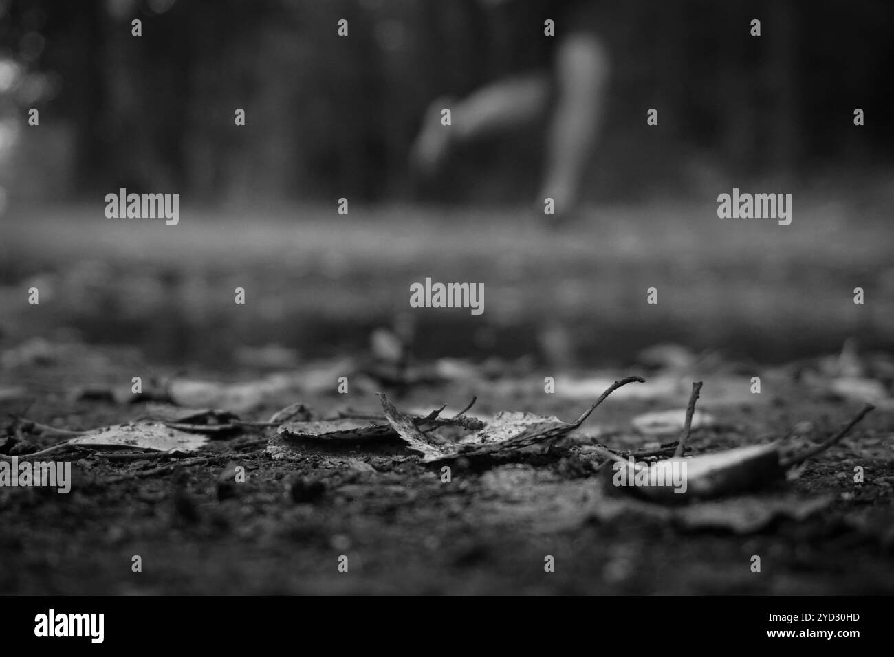 Nahaufnahme von auf dem Boden gefallenen Blättern Stockfoto