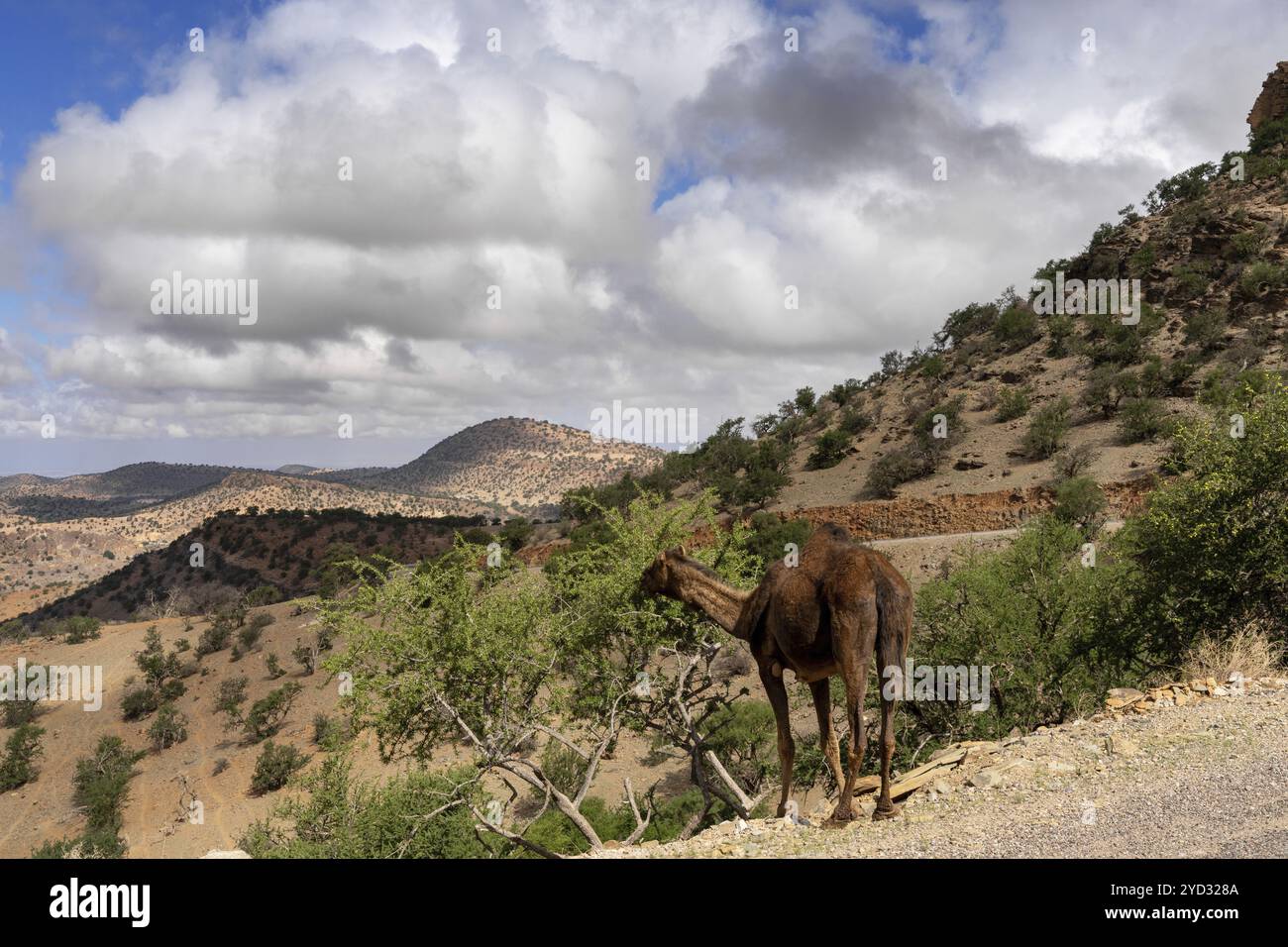 Ein Dromedar weidet und isst Blätter von einem Baum am Straßenrand im Altlas Moutnains im Süden Marokkos Stockfoto