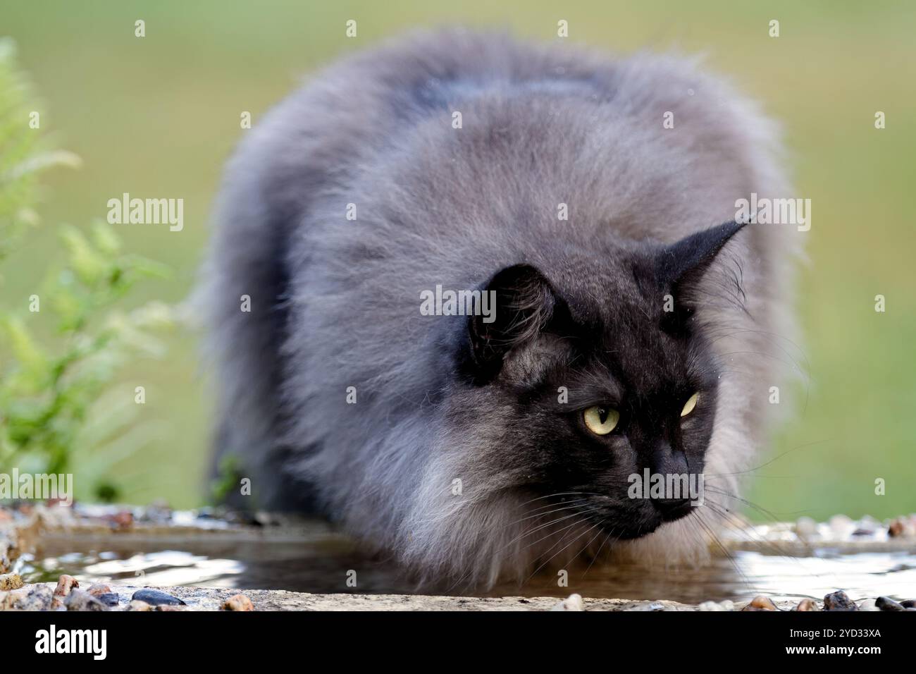 Schwarz rauchfarbene norwegische Waldkatze, die hinter einigen Pflanzen im Garten sitzt Stockfoto