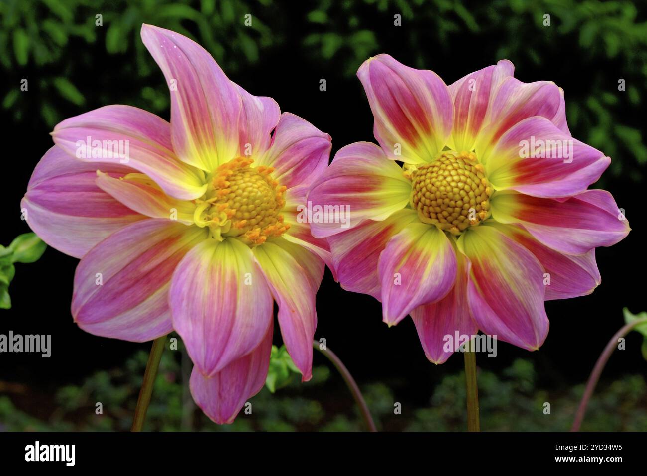 Scharlachrote Dahlia (Dahlia coccinea) Nahaufnahme, Botanischer Garten, Funchal, Madeira Island Stockfoto