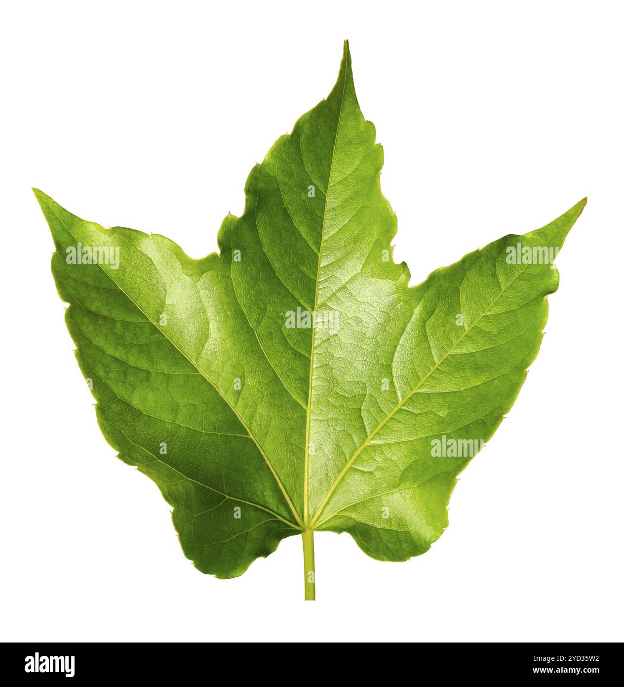 Perfekt isolierten Grünen Sycamore Blatt auf weißem Hintergrund Stockfoto
