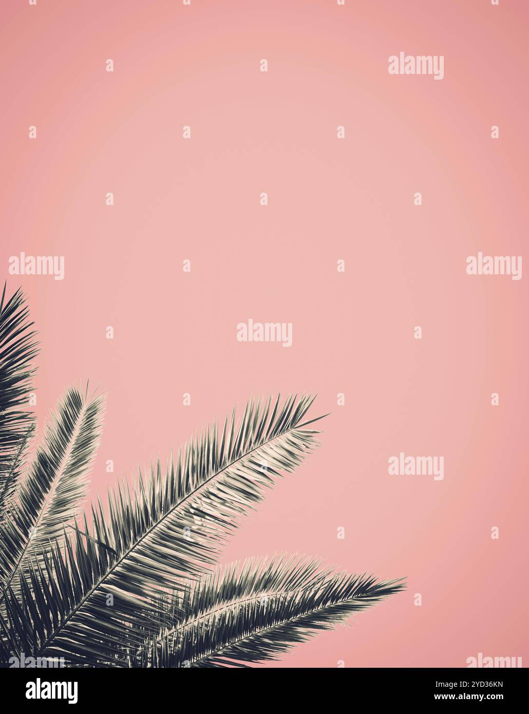Abstrakte Palm Tree Blattentwurf einen rosa Hintergrund mit Textfreiraum Stockfoto