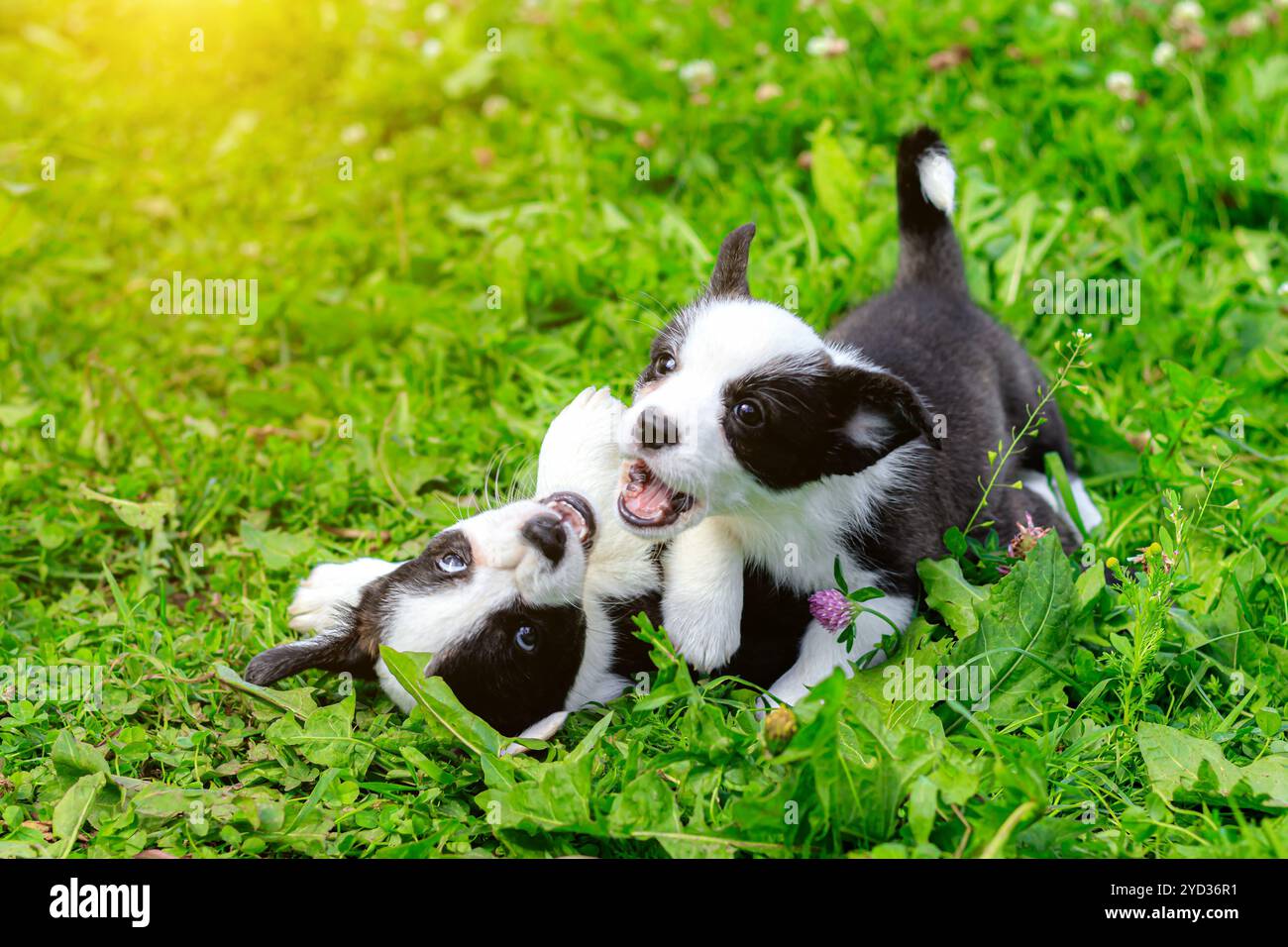 Corgi-Welpen spielen auf dem Gras. Welpen auf dem Gras. Die Wildtiere. Haustiere. Hundegang. Stockfoto
