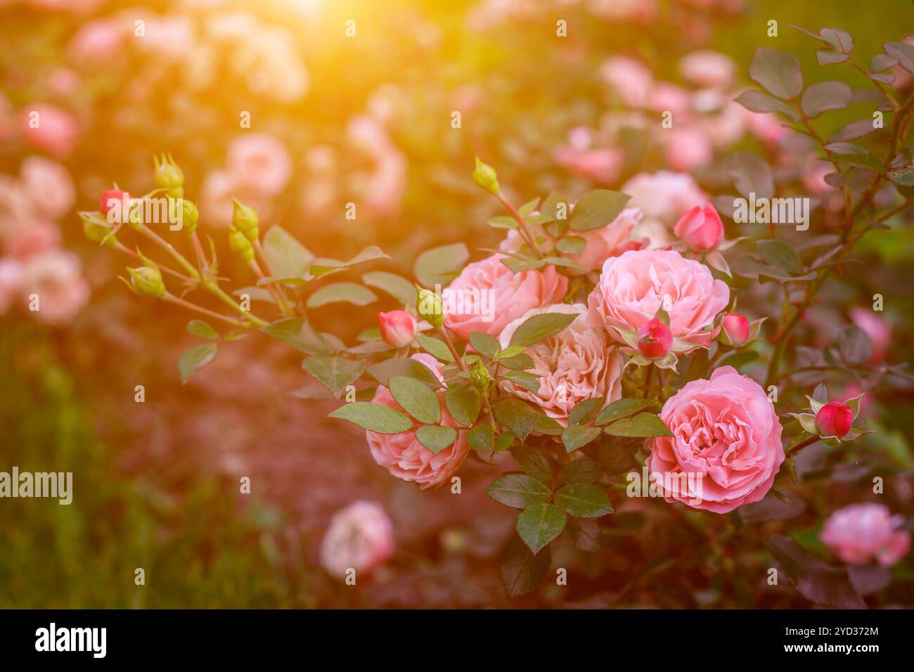 Üppige Buschrosen mit Beleuchtung. Wunderschöne Rose. Artikel über die Pflege von Rosen. Der Sträucher blüht. Fotos für gedruckte Produkte. Stockfoto