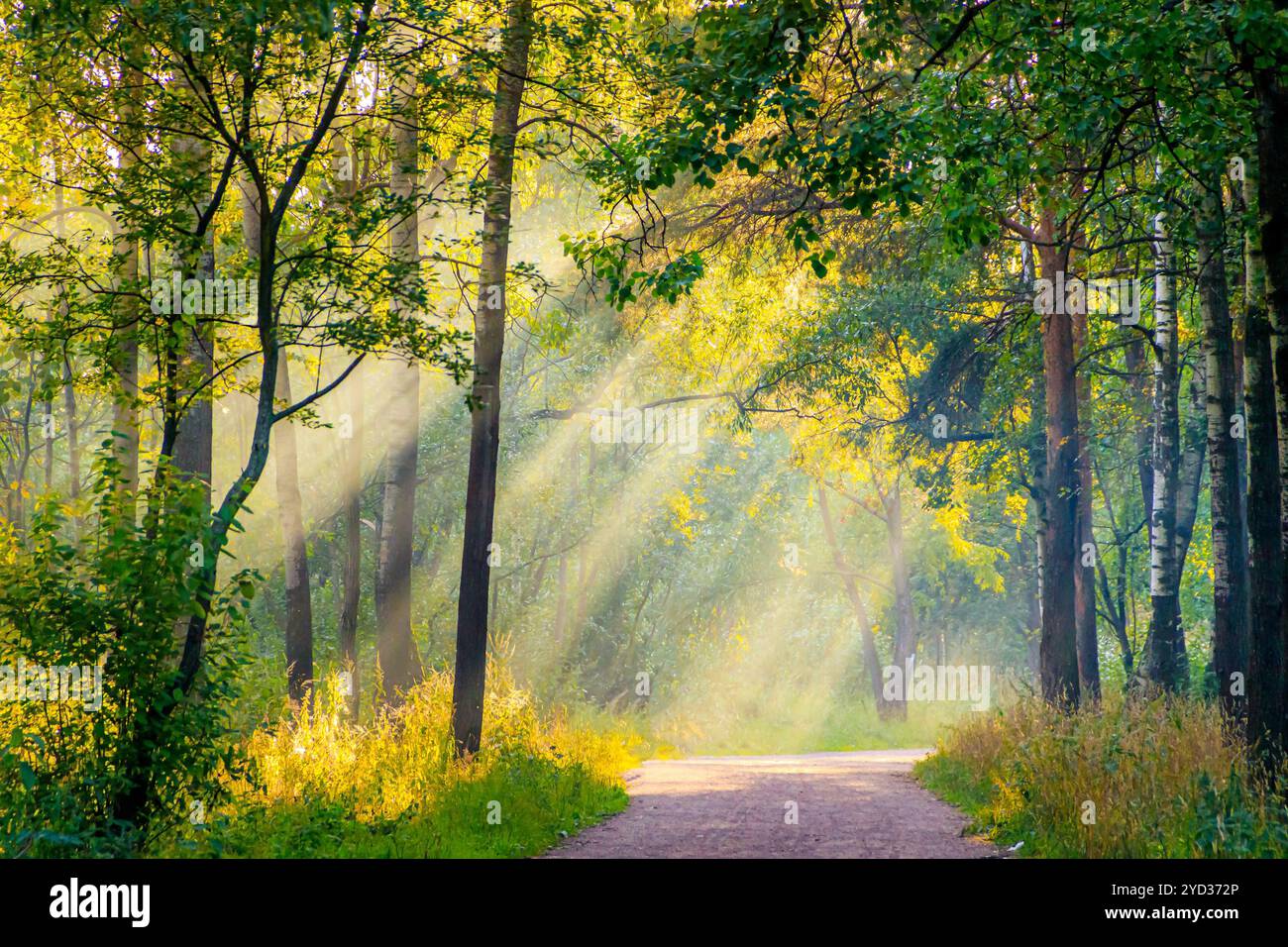 Morgenlicht im Park im Nebel. Sonnenstrahl. Strahlen durch den Nebel. Sommer. Fotos für gedruckte Produkte. Bäume sind grün. Beau Stockfoto