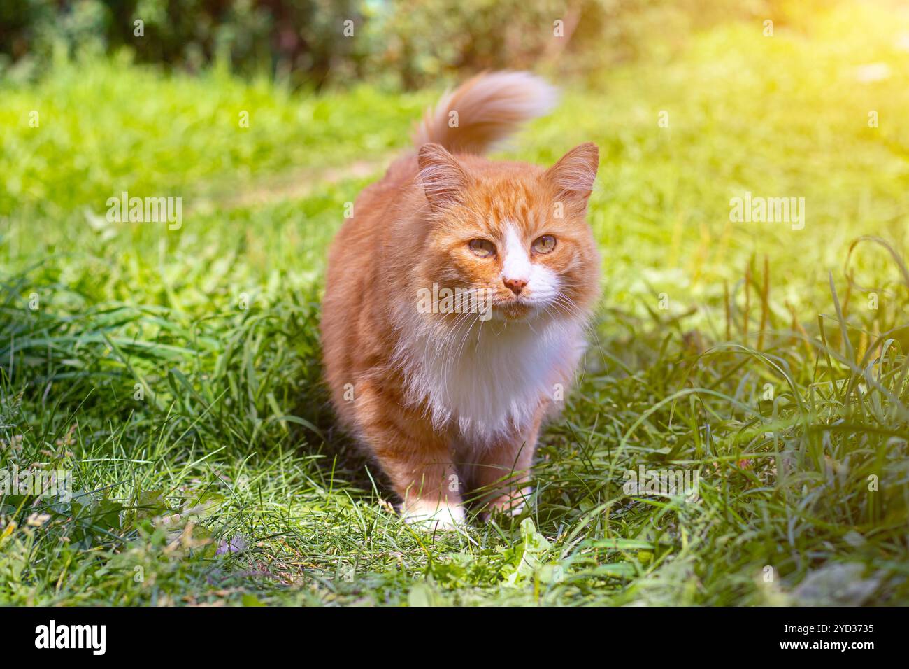 Rote Katze auf dem grünen Gras. Ein Haustier. Eine gewöhnliche Katze. Katze auf einem Spaziergang. Wandertiere. Angst in den Augen des Tieres. Fotos für Pri Stockfoto