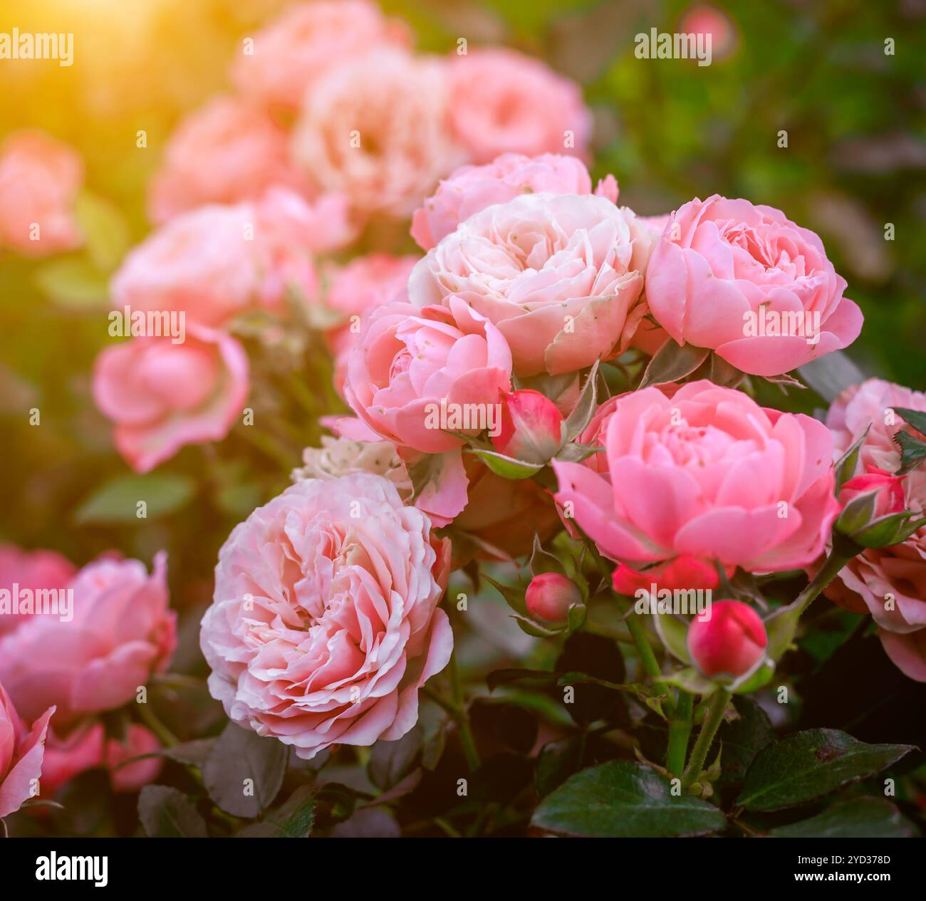 Üppige Buschrosen mit Beleuchtung. Wunderschöne Rose. Artikel über die Pflege von Rosen. Der Sträucher blüht. Fotos für gedruckte Produkte. Stockfoto