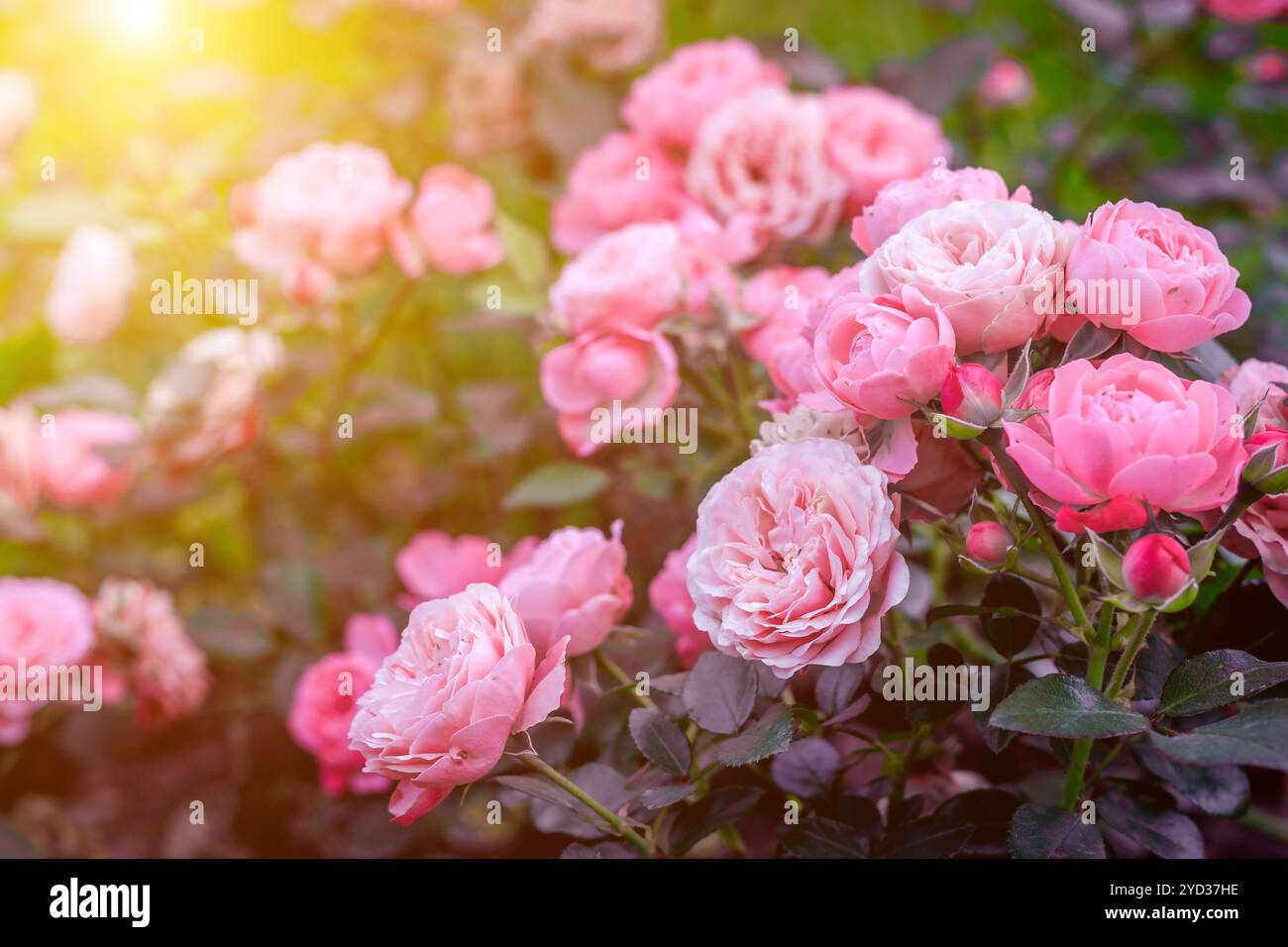Üppige Buschrosen mit Beleuchtung. Wunderschöne Rose. Artikel über die Pflege von Rosen. Der Sträucher blüht. Fotos für gedruckte Produkte. Stockfoto