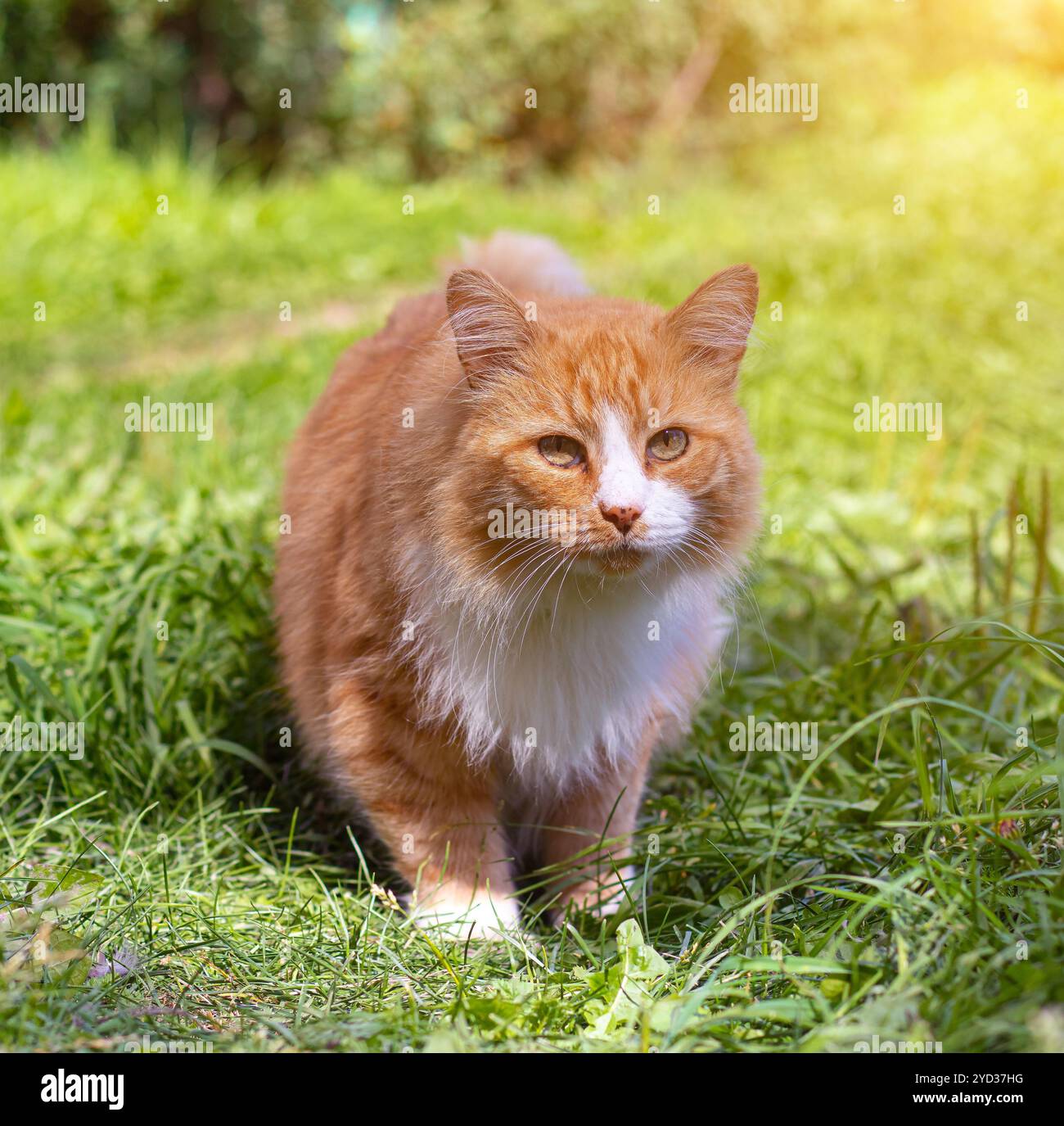 Rote Katze auf dem grünen Gras. Ein Haustier. Eine gewöhnliche Katze. Katze auf einem Spaziergang. Wandertiere. Angst in den Augen des Tieres. Fotos für Pri Stockfoto