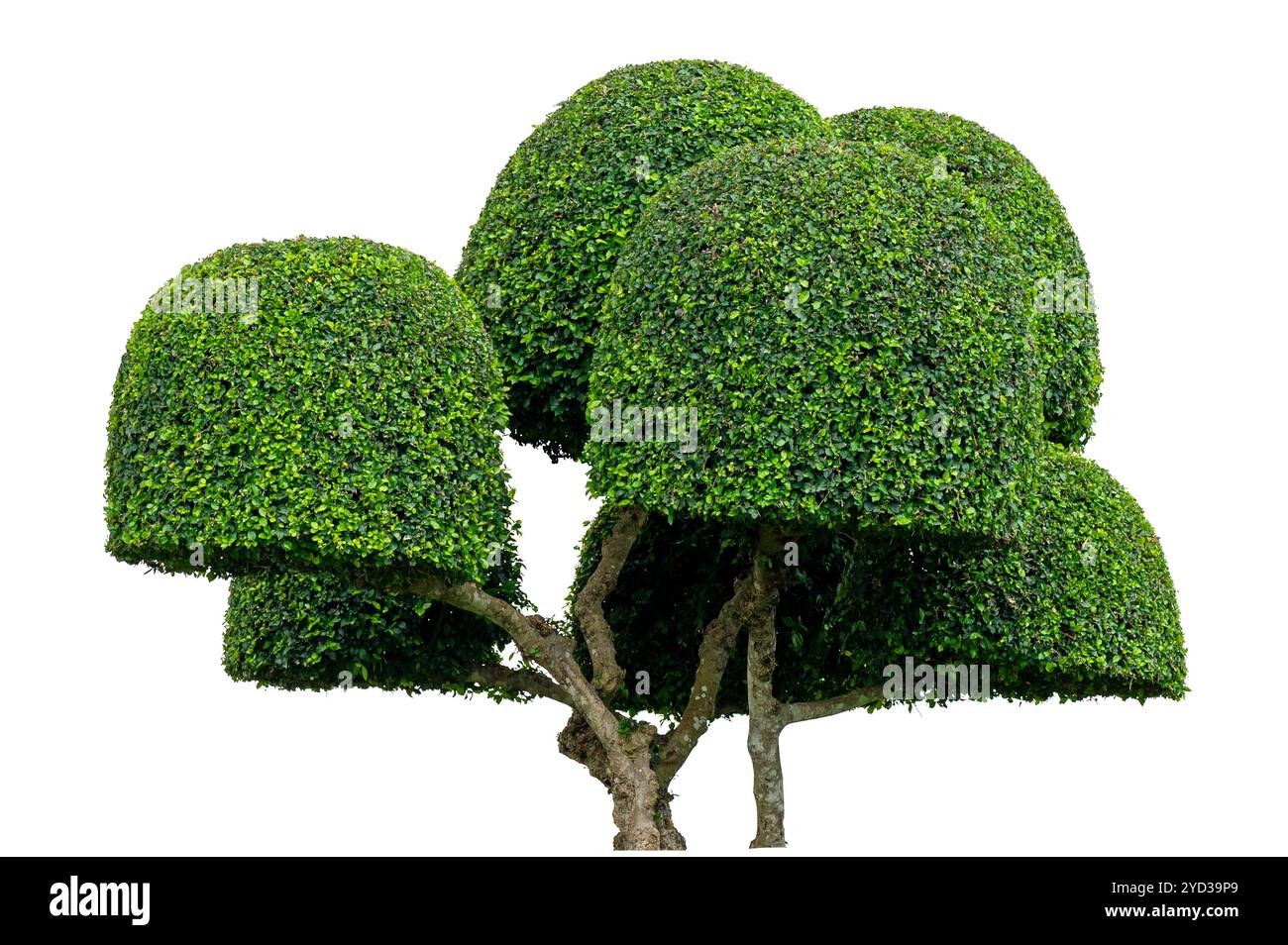 Zierpflanzen isolieren isolierten Baum, Hauspflanze auf dem grauen Zementtopf, Mockup Pflanze decoration.green Busch isoliert auf weißem Hintergrund. Stockfoto