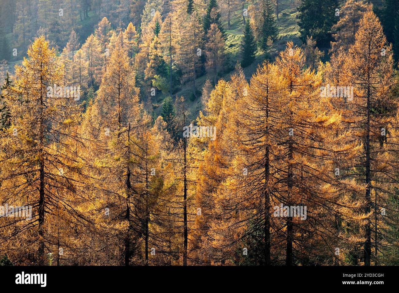 goldene Herbstlärchen, das Laubwerk der Berge bei schladming in österreich Stockfoto