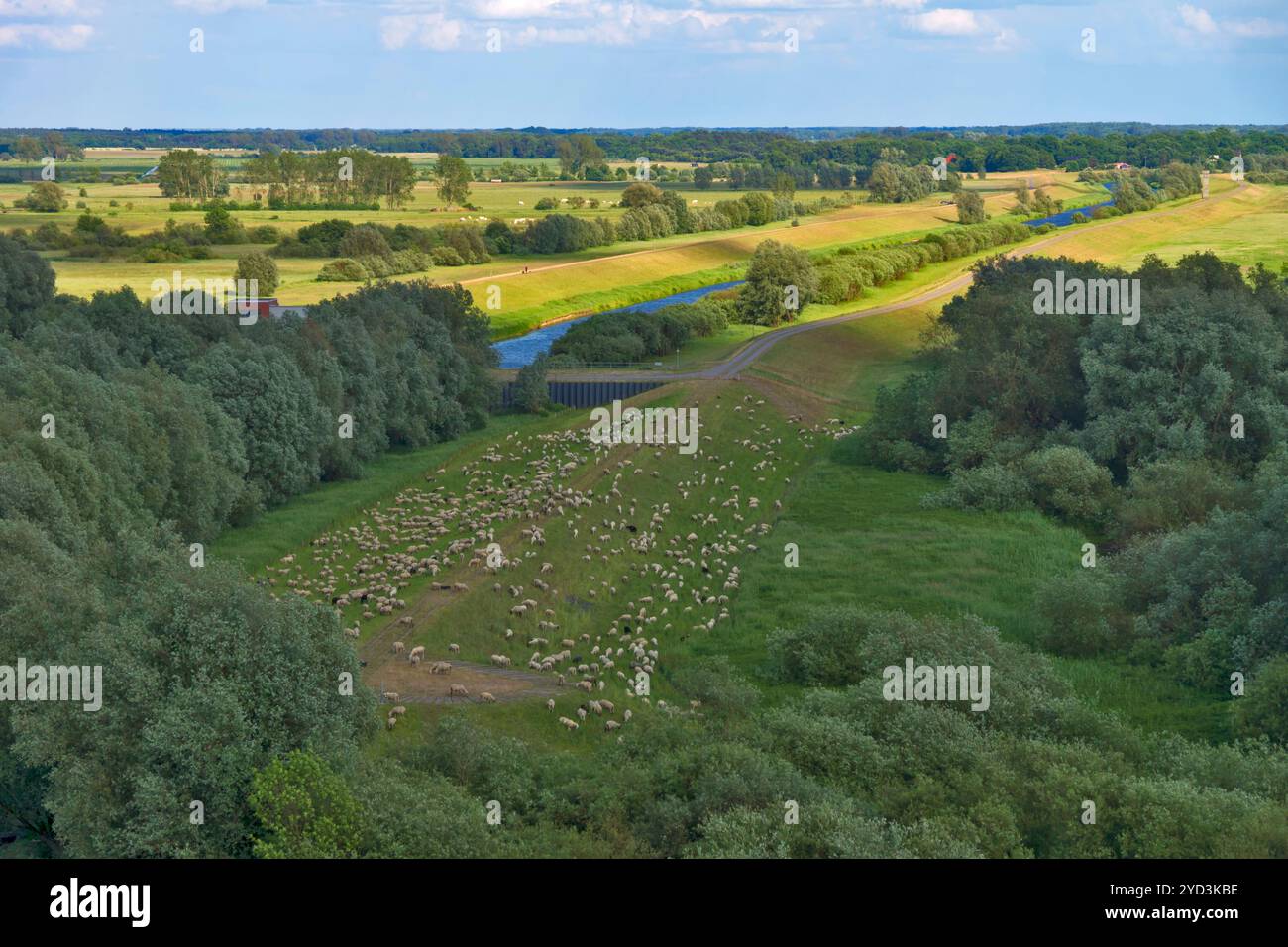 Schafschar auf dem Elbdeich Stockfoto