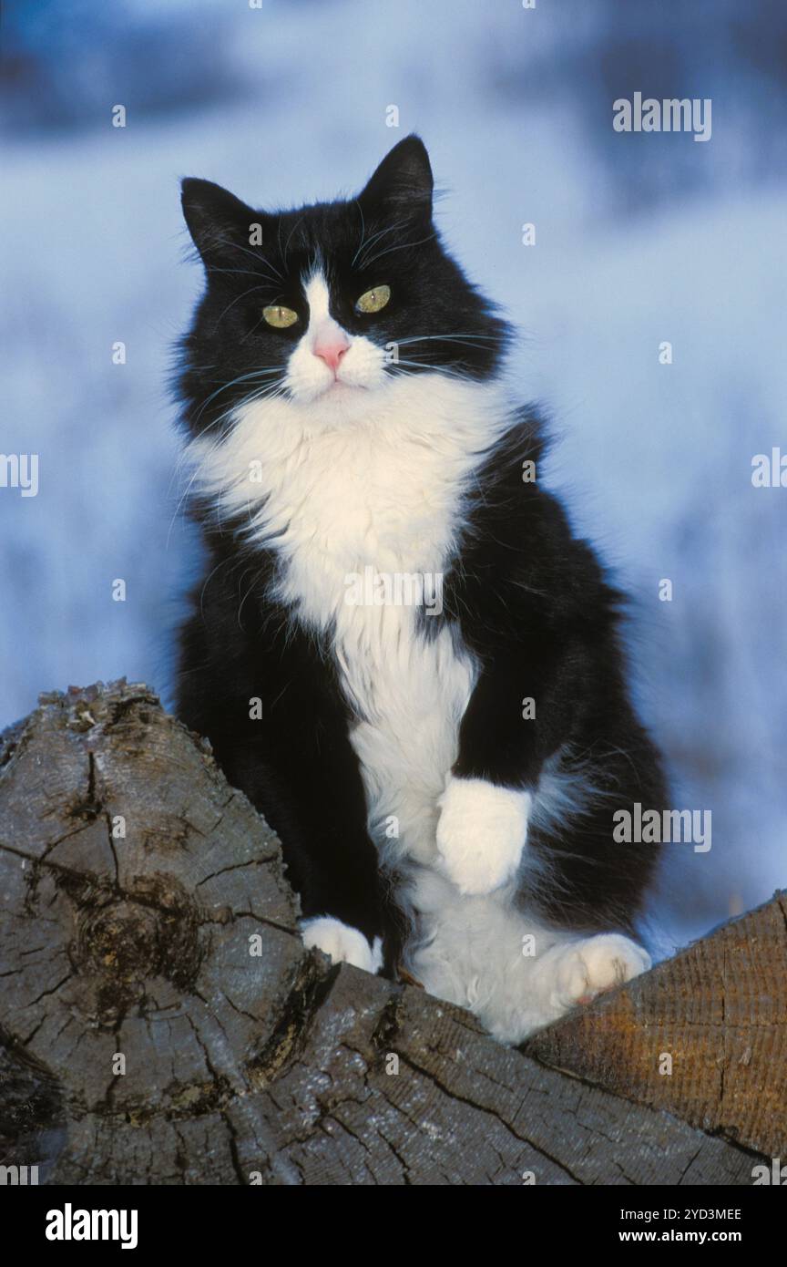 Wunderschöner neugieriger Tuxedo Cat, der auf Log steht und in die Kamera blickt. Stockfoto