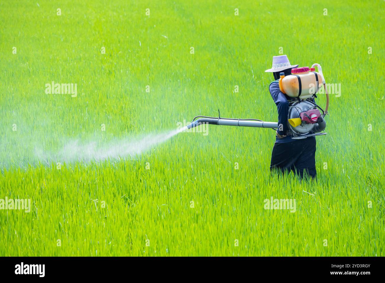 Farmer sprüht Flüssigdünger. Schädlingsbekämpfung mit Gefahrenchemikalien in landwirtschaftlichen Anlagen. Wendet giftiges Pestizid auf einem grünen Reisfeld an. Stockfoto