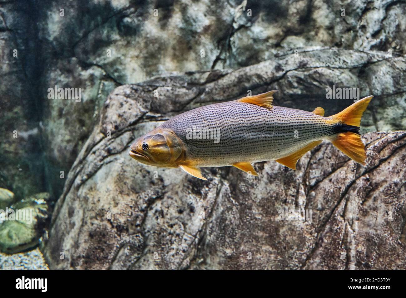 Nahaufnahme des Salminus, bekannt als dorado, räuberische Süßwasserfische, die in südamerikanischen Flüssen beheimatet sind. Seitenansicht der Fische, Schwimmen in der Nähe von R. Stockfoto