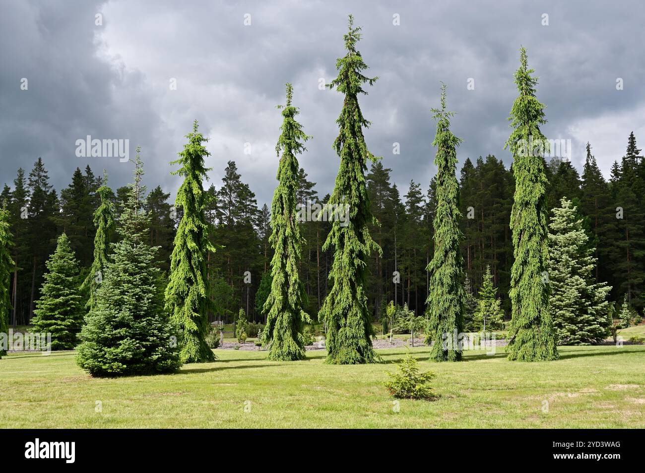 Sonnendurchflutete Tannen im botanischen Garten Stockfoto