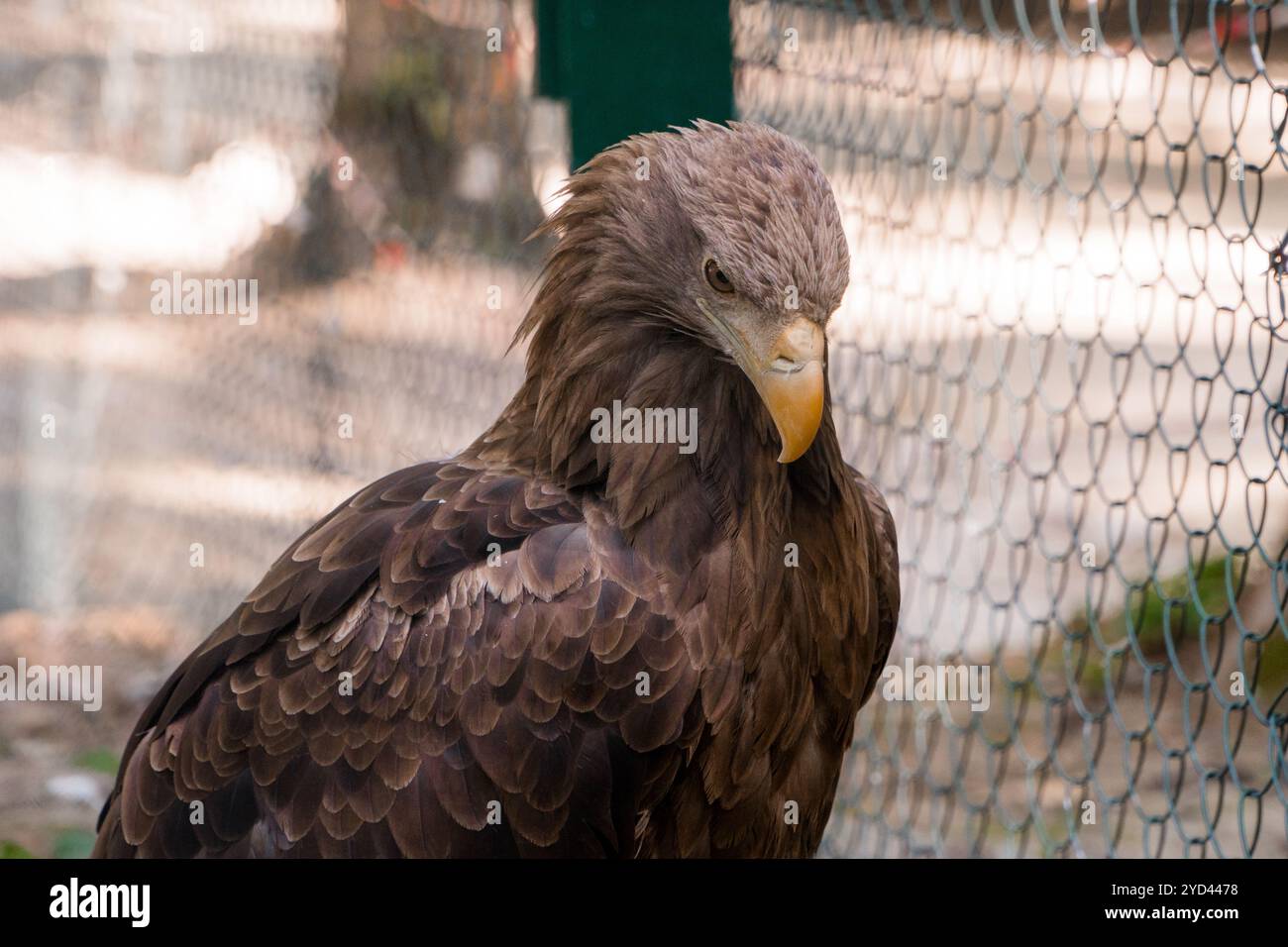 Majestätischer Adler mit intensivem Blick. Stockfoto