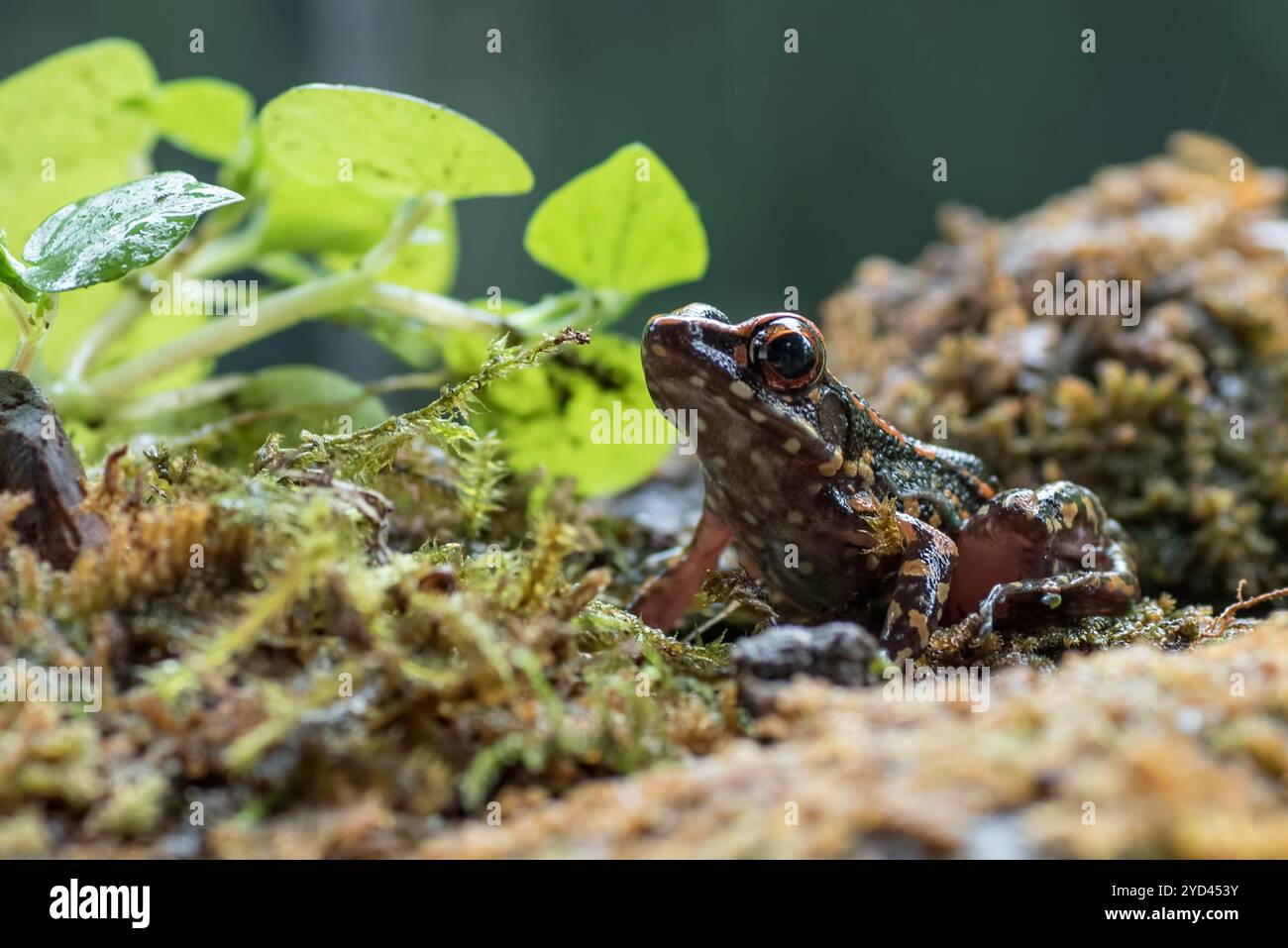 Der gefleckte Bachfrosch in einem Busch Stockfoto