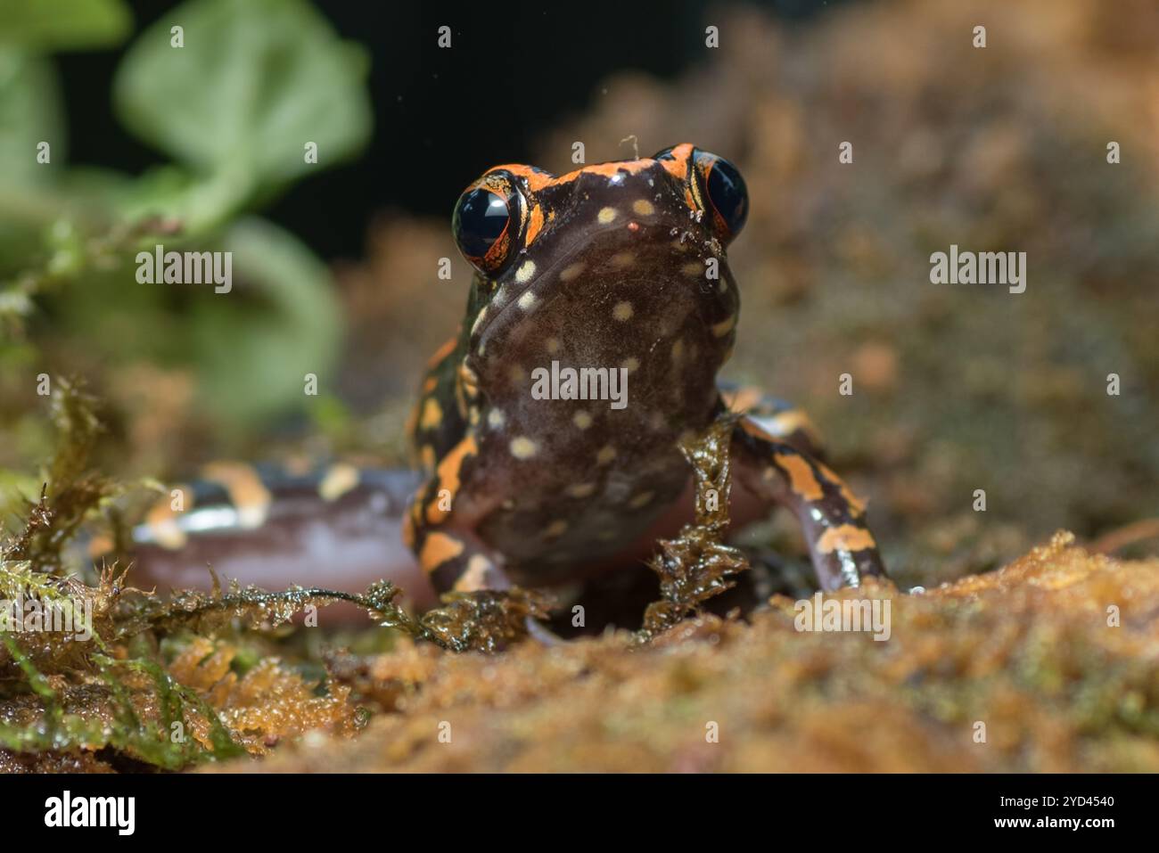 Der gefleckte Bachfrosch in einem Busch Stockfoto