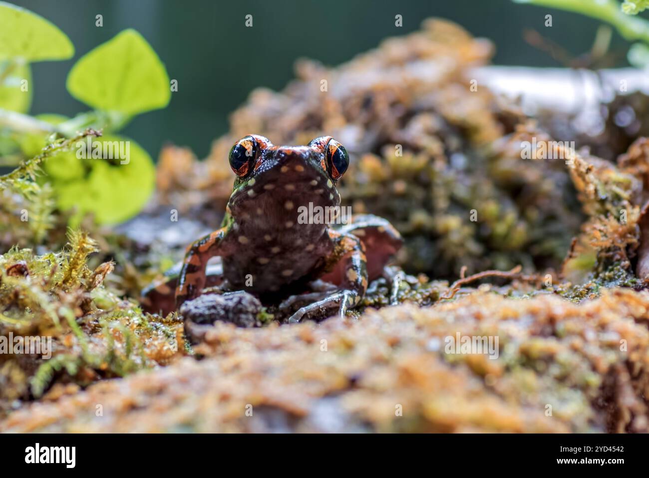Der gefleckte Bachfrosch in einem Busch Stockfoto