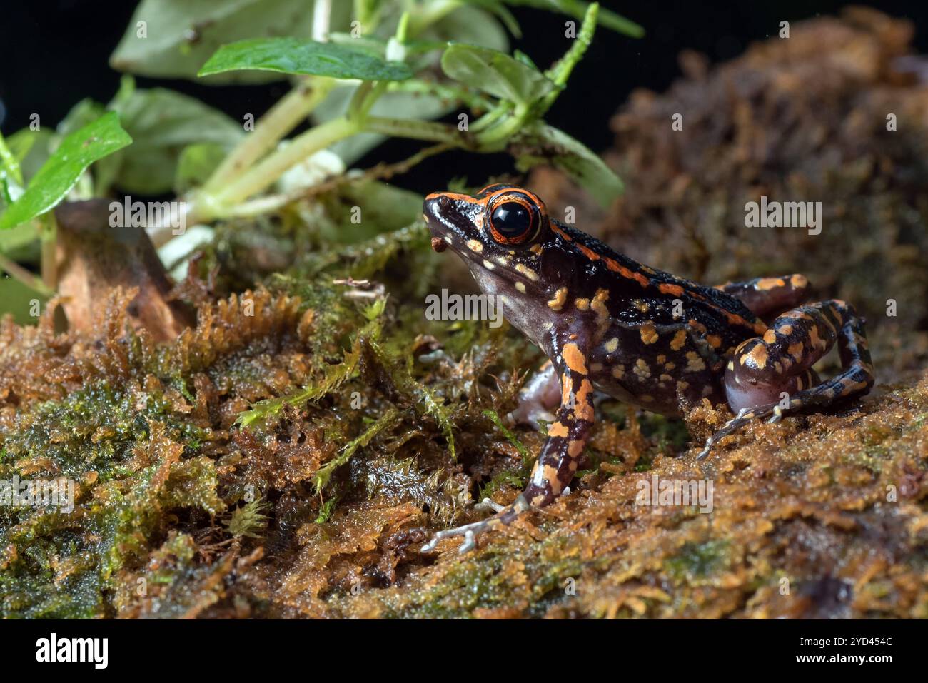 Der gefleckte Bachfrosch in einem Busch Stockfoto