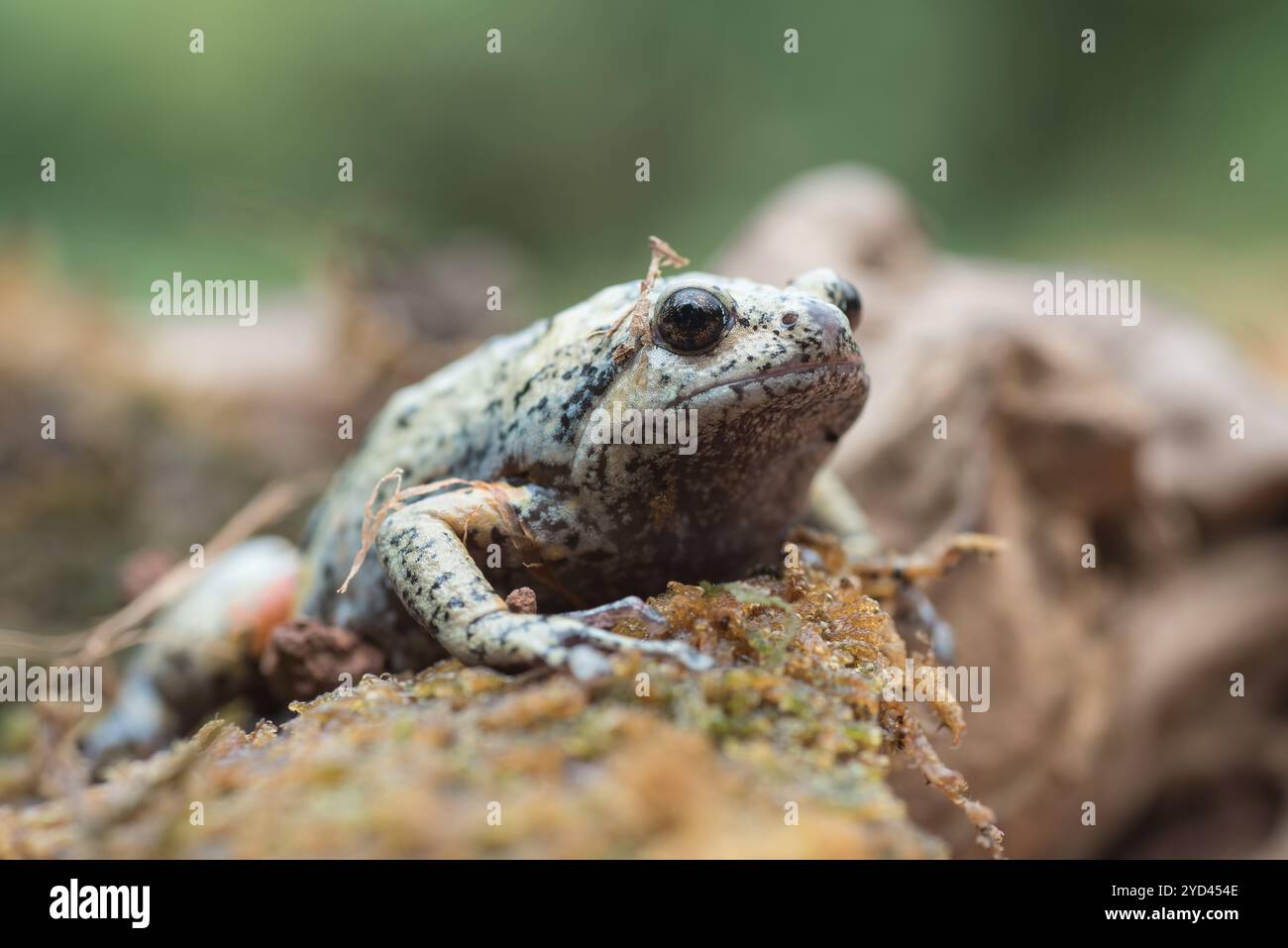 Der schmalmummige Frosch im Moos Stockfoto