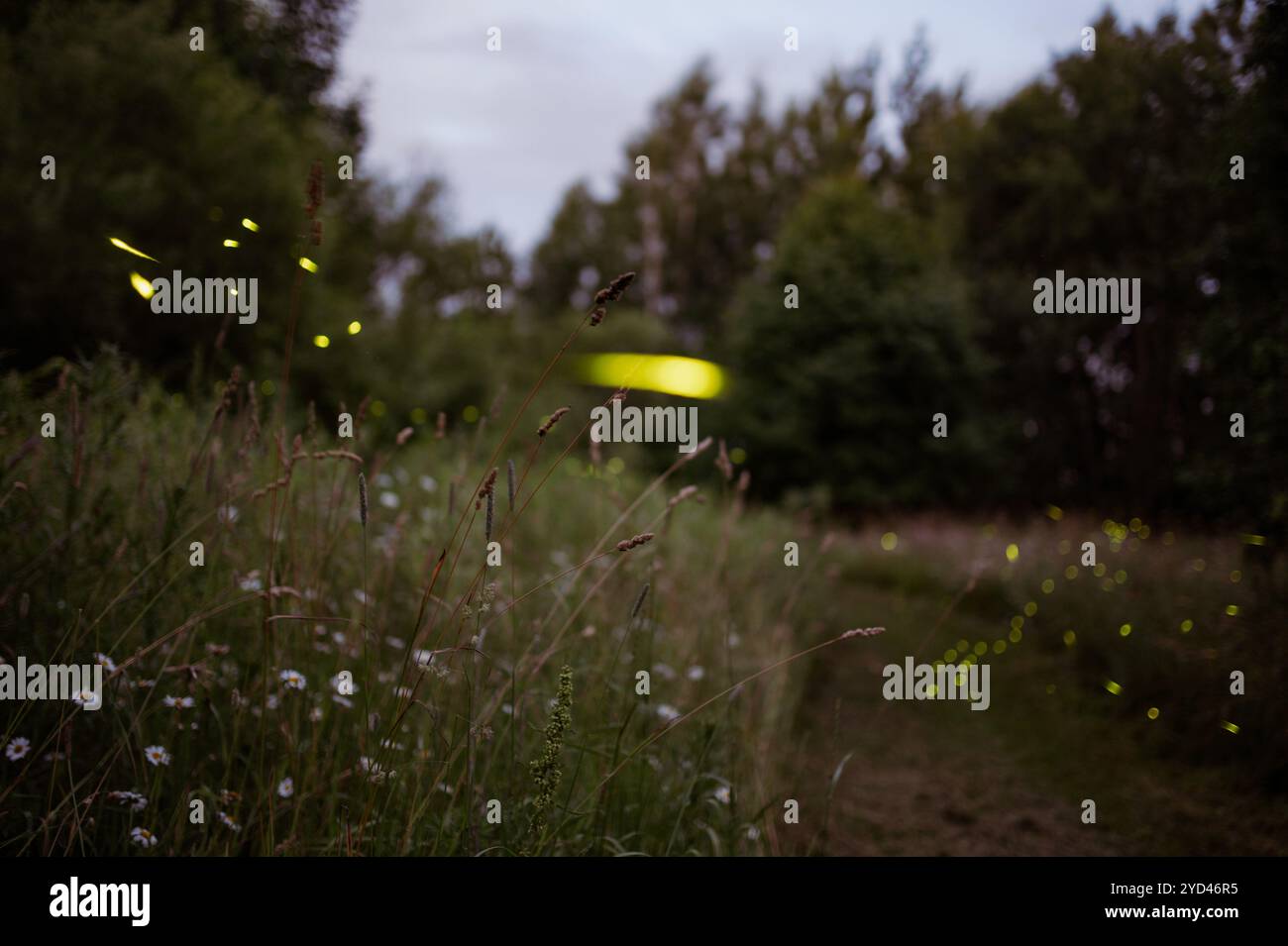 Helles Glühen einer Glühwürmchen zwischen Gras- und Blumenwiese Stockfoto