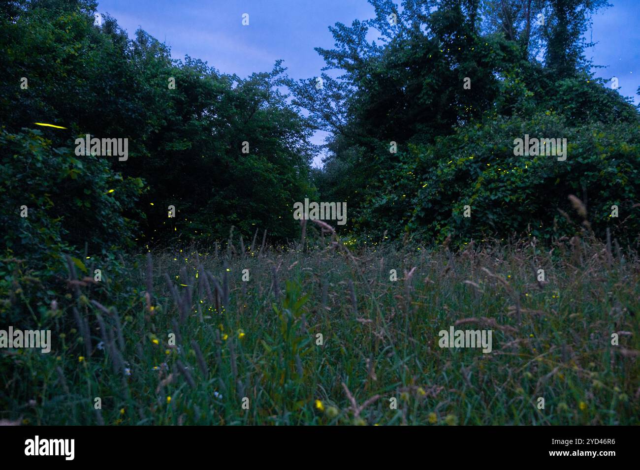 Weg der Glühwürmchen bei Dämmerung auf der Wiese Stockfoto