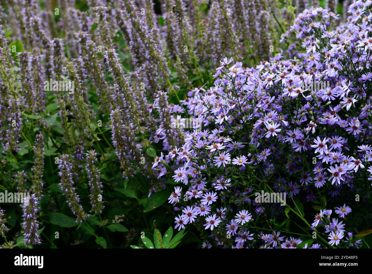 Aster Little Carlow, Symphyotrichum Little Carlow, Cordifolium Hybrid, blau, Blume, Blumen, Astern, Stauden, Blüten, Spätsommer, Frühherbst Stockfoto