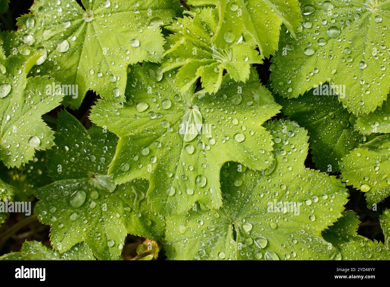Grüne Blätter der Pflanze, bedeckt mit Wassertropfen bei Tageslicht Stockfoto