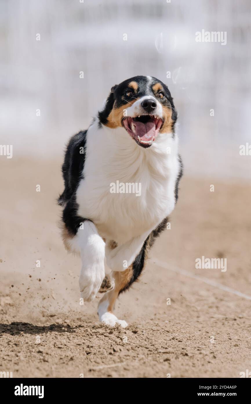 Australian Shepherd Aussie Dog Running Lure Course Dog Sport Stockfoto