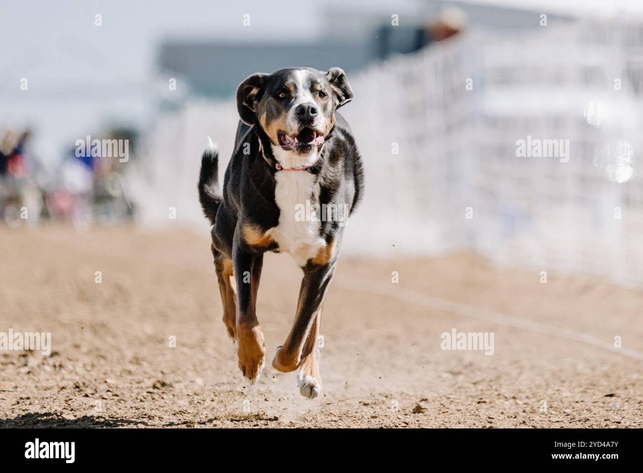 Greater Swiss Mountain Dog Running Lure Course Sprint Dog Sport Stockfoto