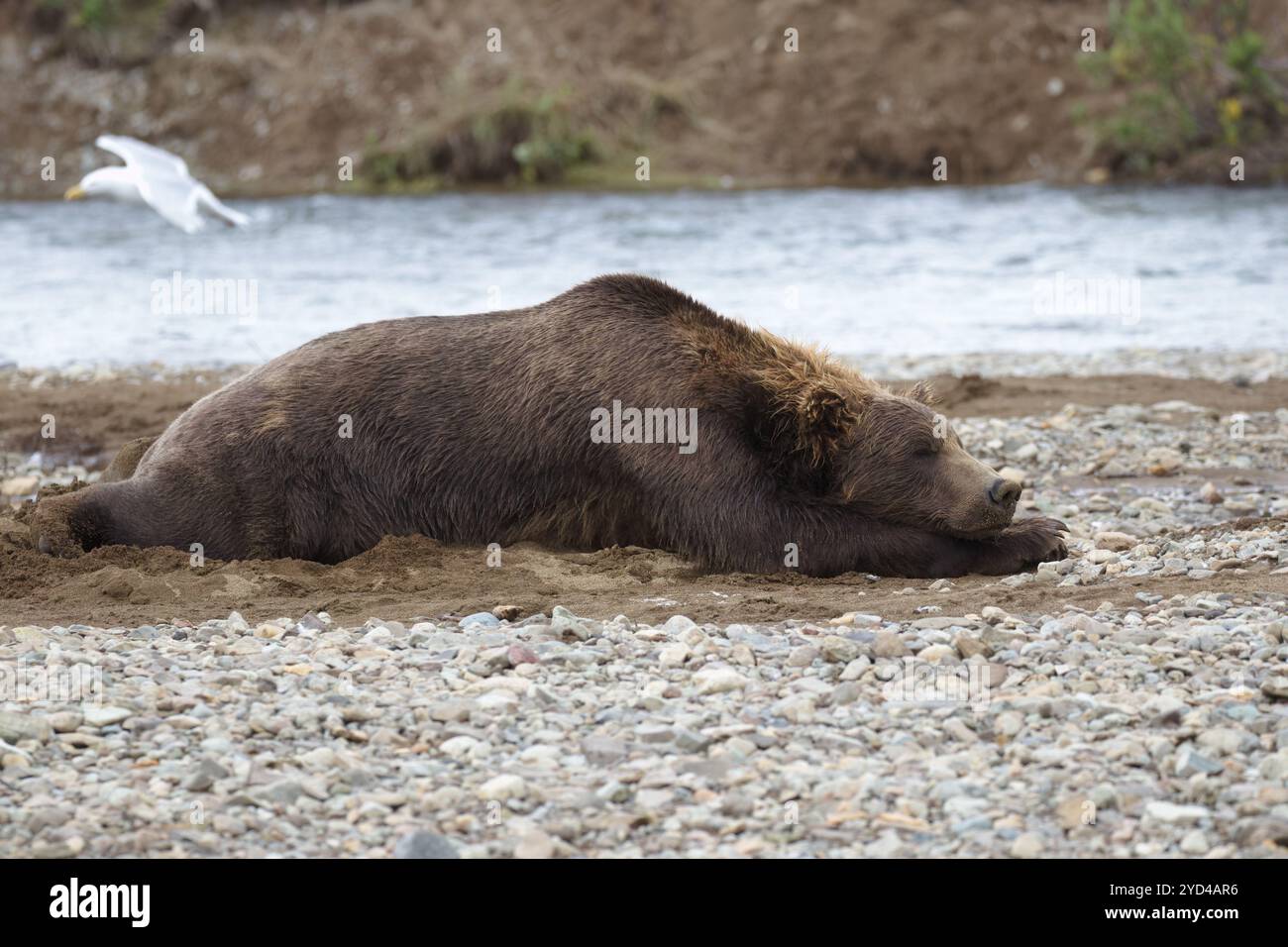 Küstenbrauner Bär, der an Land schläft Stockfoto