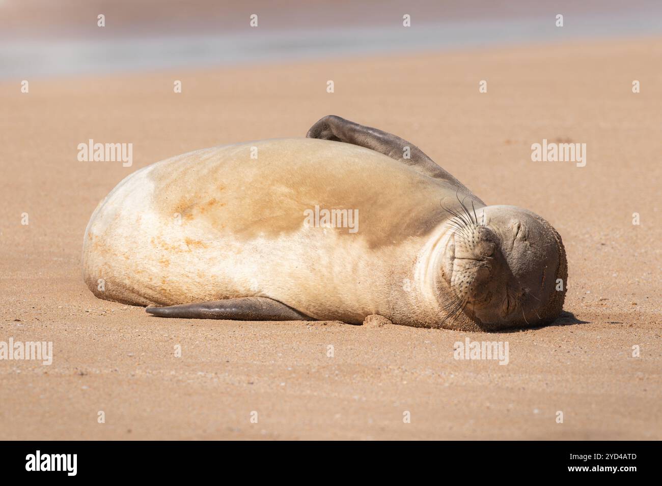 Hawaiianische Mönchsrobbe schläft am Strand Stockfoto