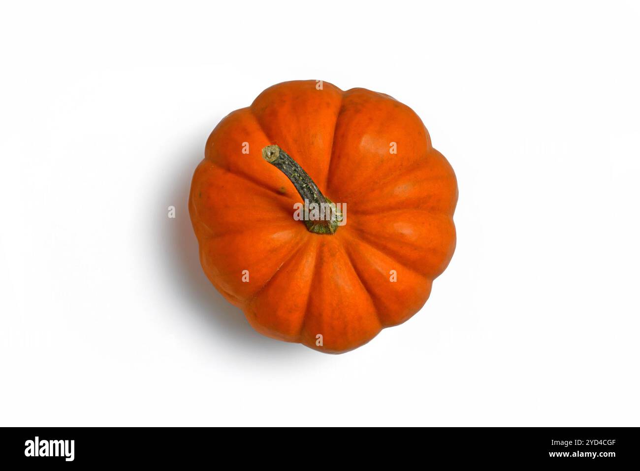 Hellorange Jack Be Little Kürbis auf weißem Hintergrund Stockfoto