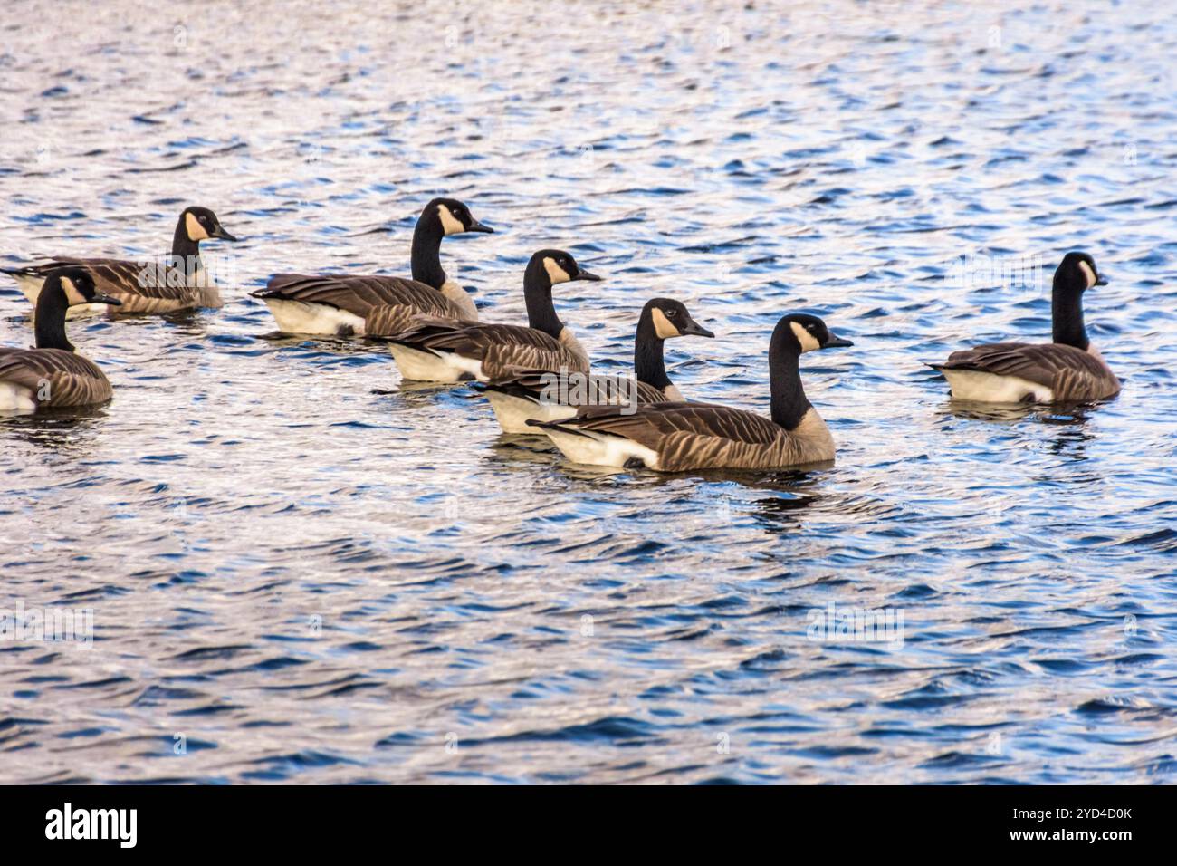 Große Canada Goose Familie schwimmt im Wasser Stockfoto